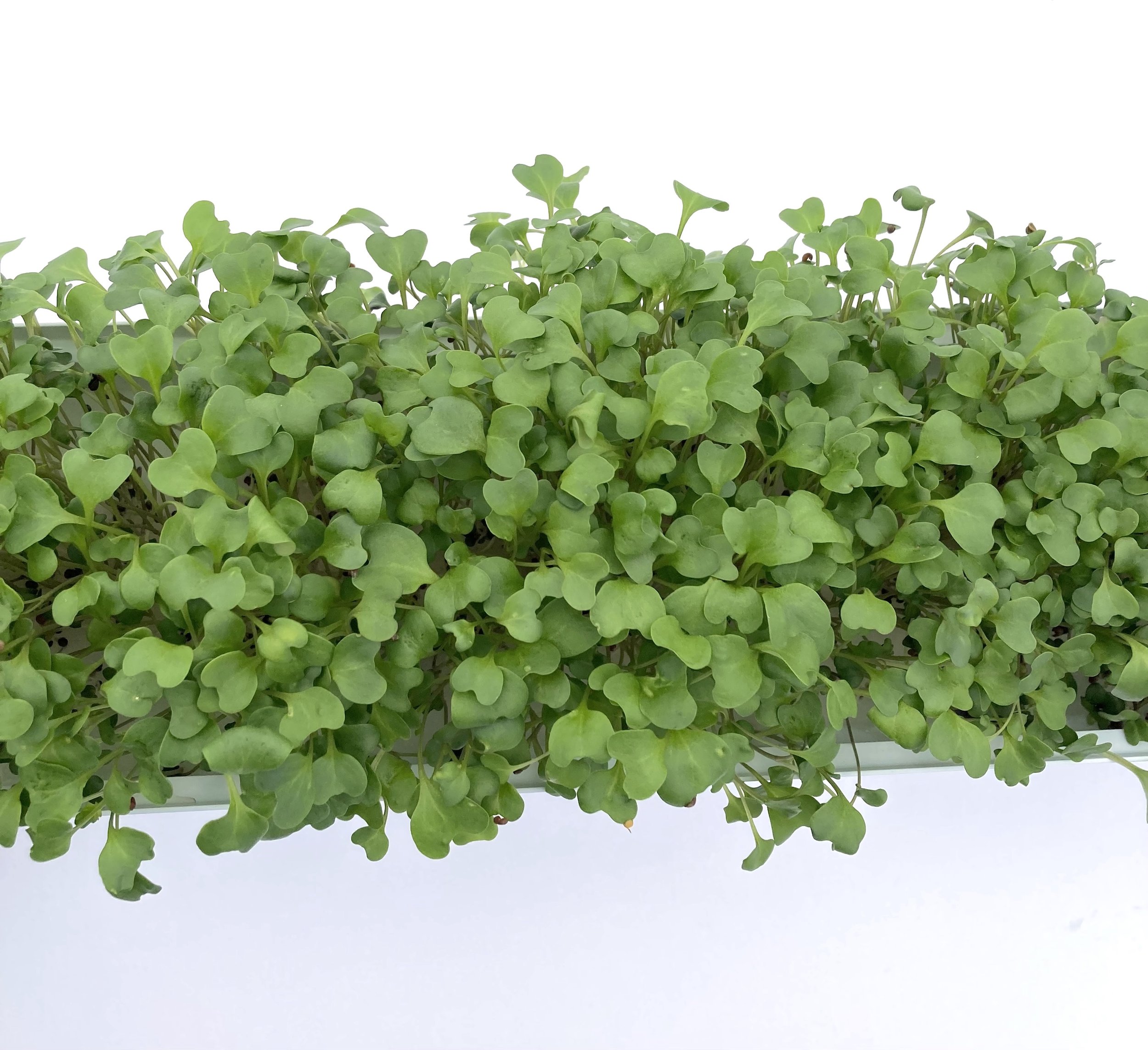 Broccoli Microgreens