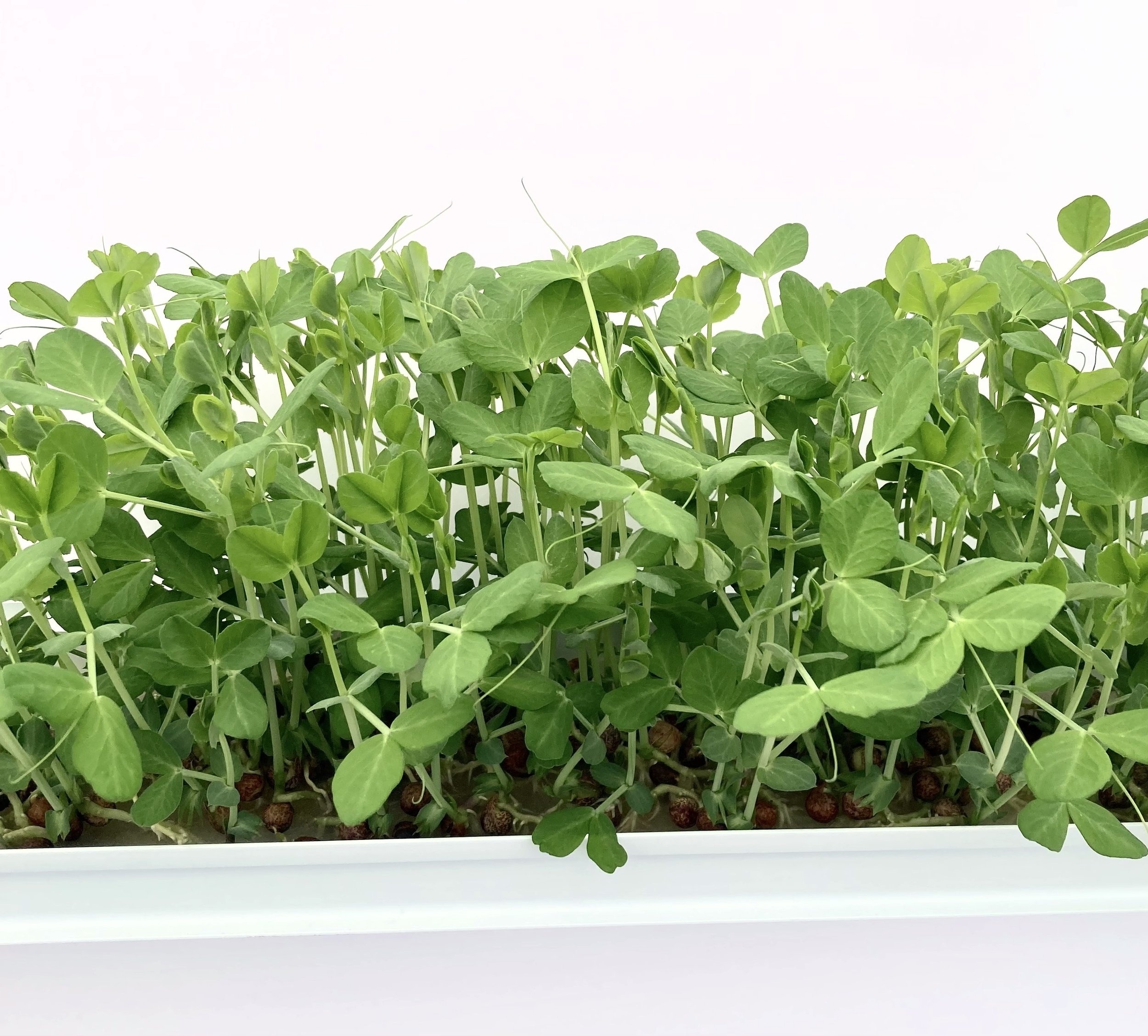 Pea Shoots