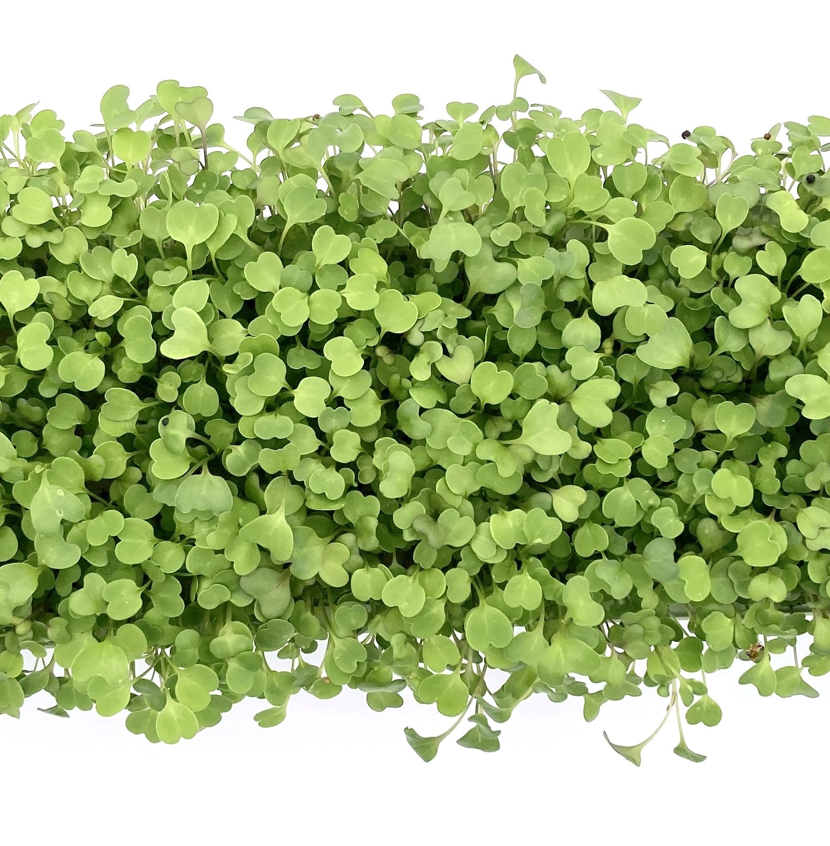 Spicy Salad Mix