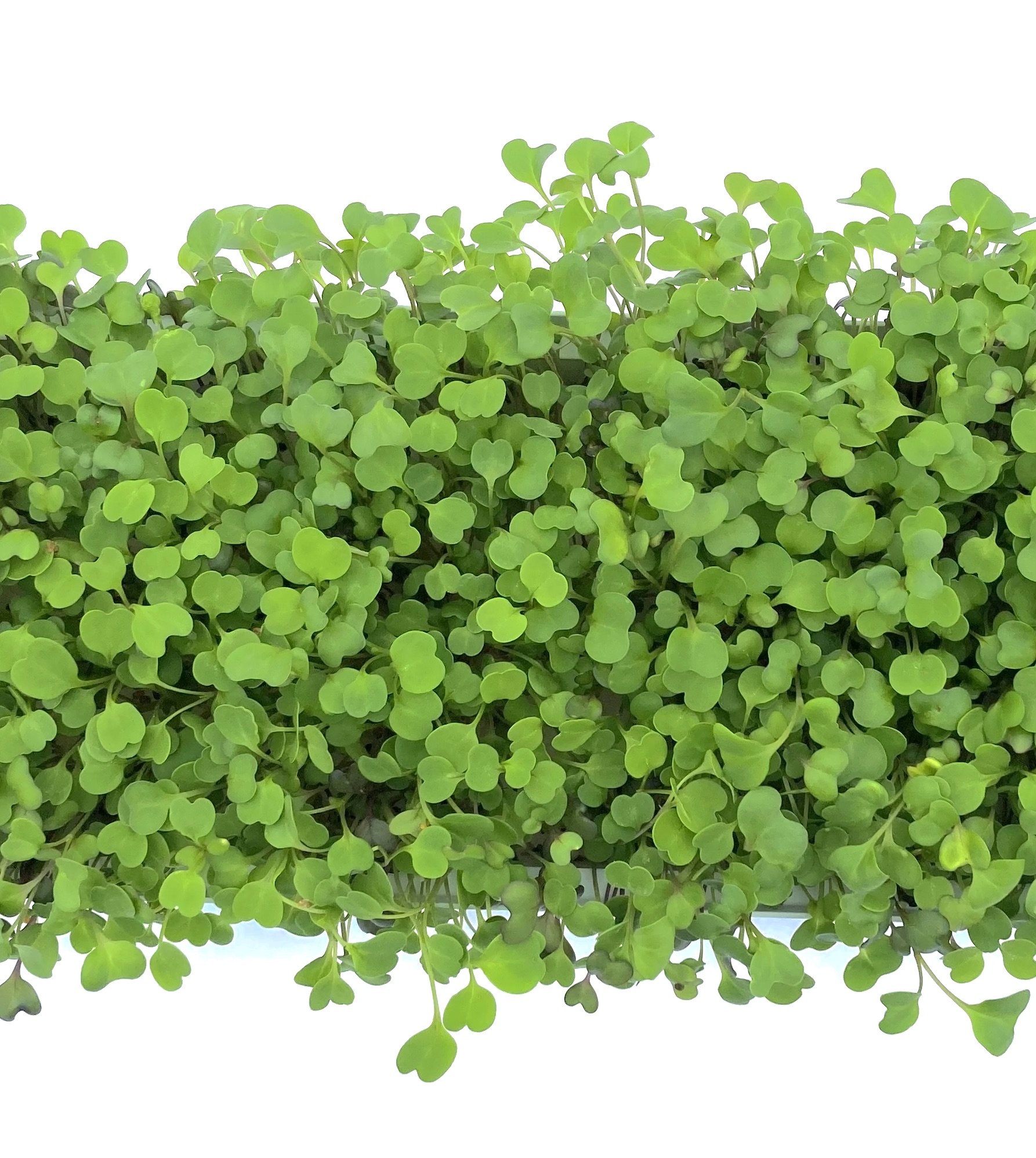 Basic Salad Mix