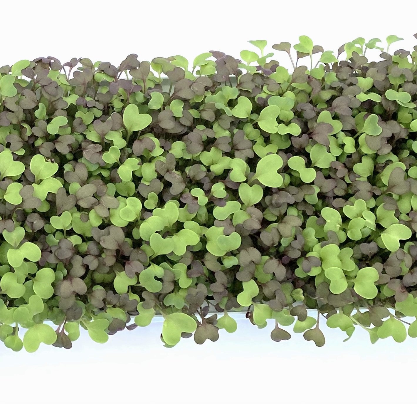 Spicy Mustard Microgreen Mix