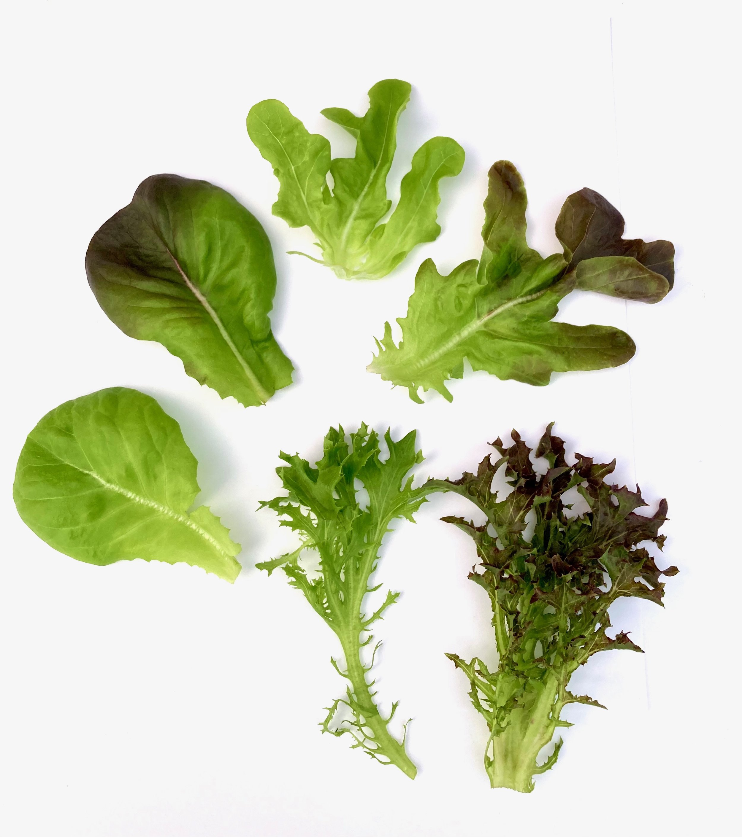 Salad Mix - 1.jpeg