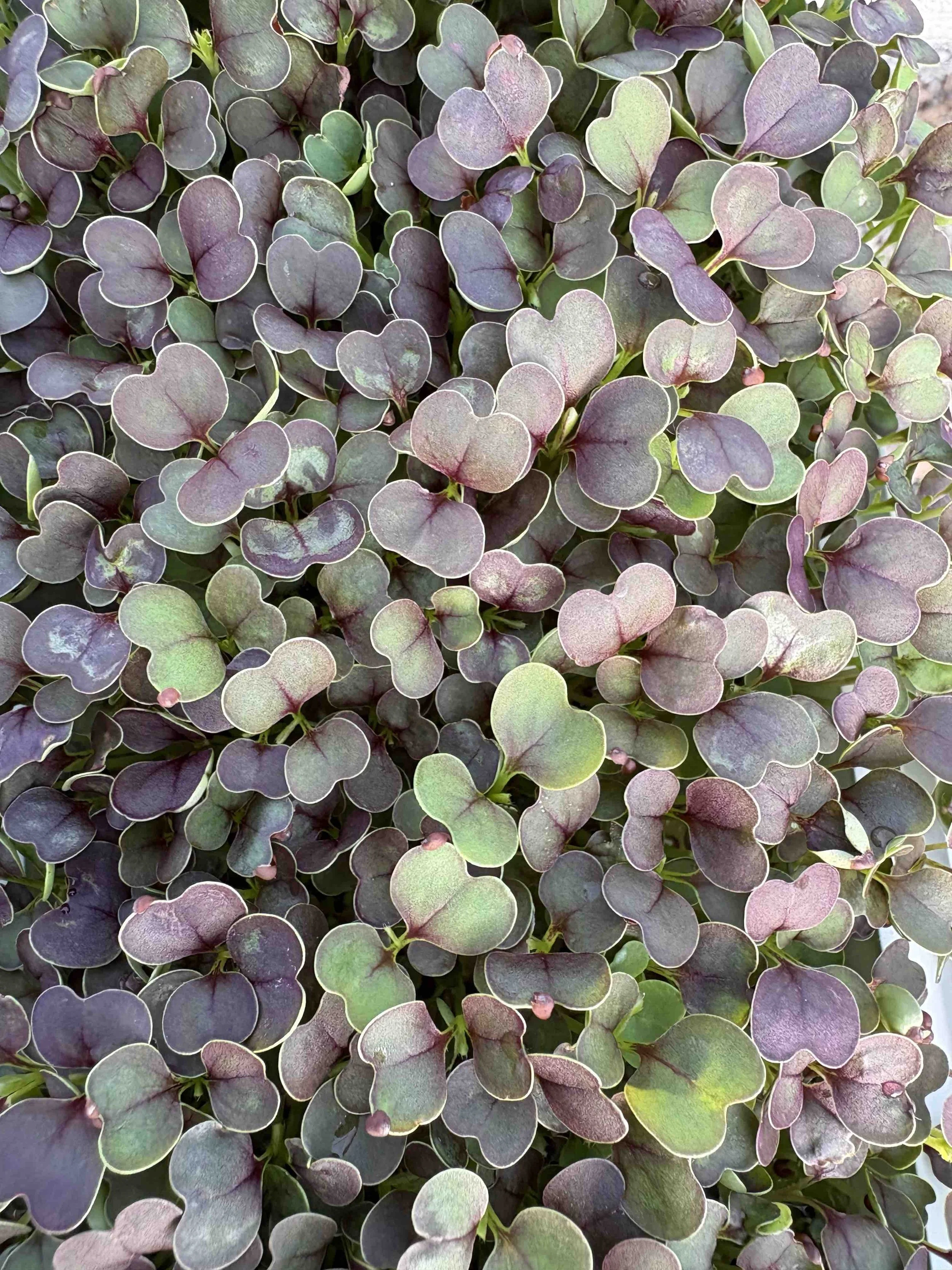 red pac choi micro.jpg