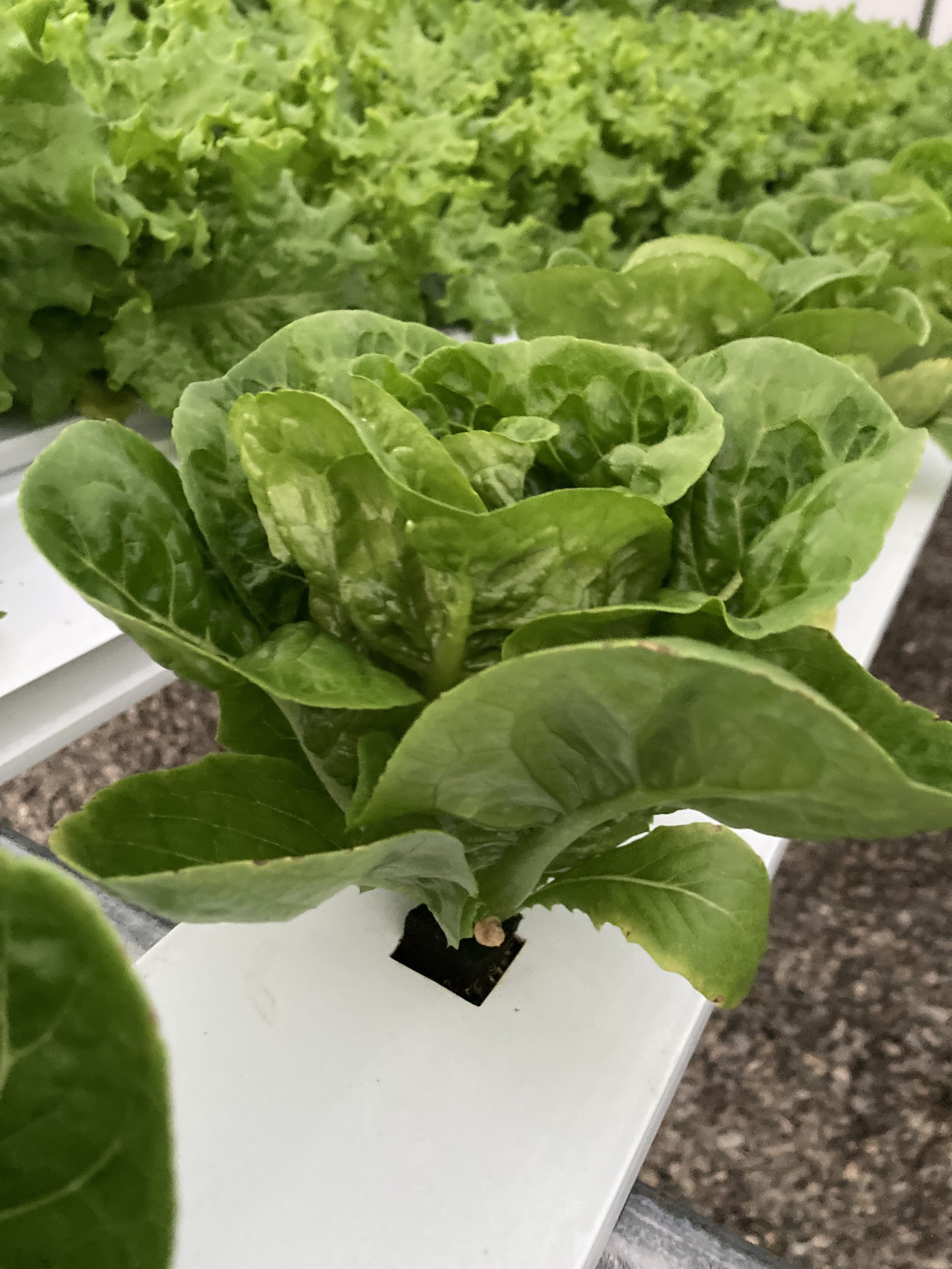 Mini Romaine (2/bag)