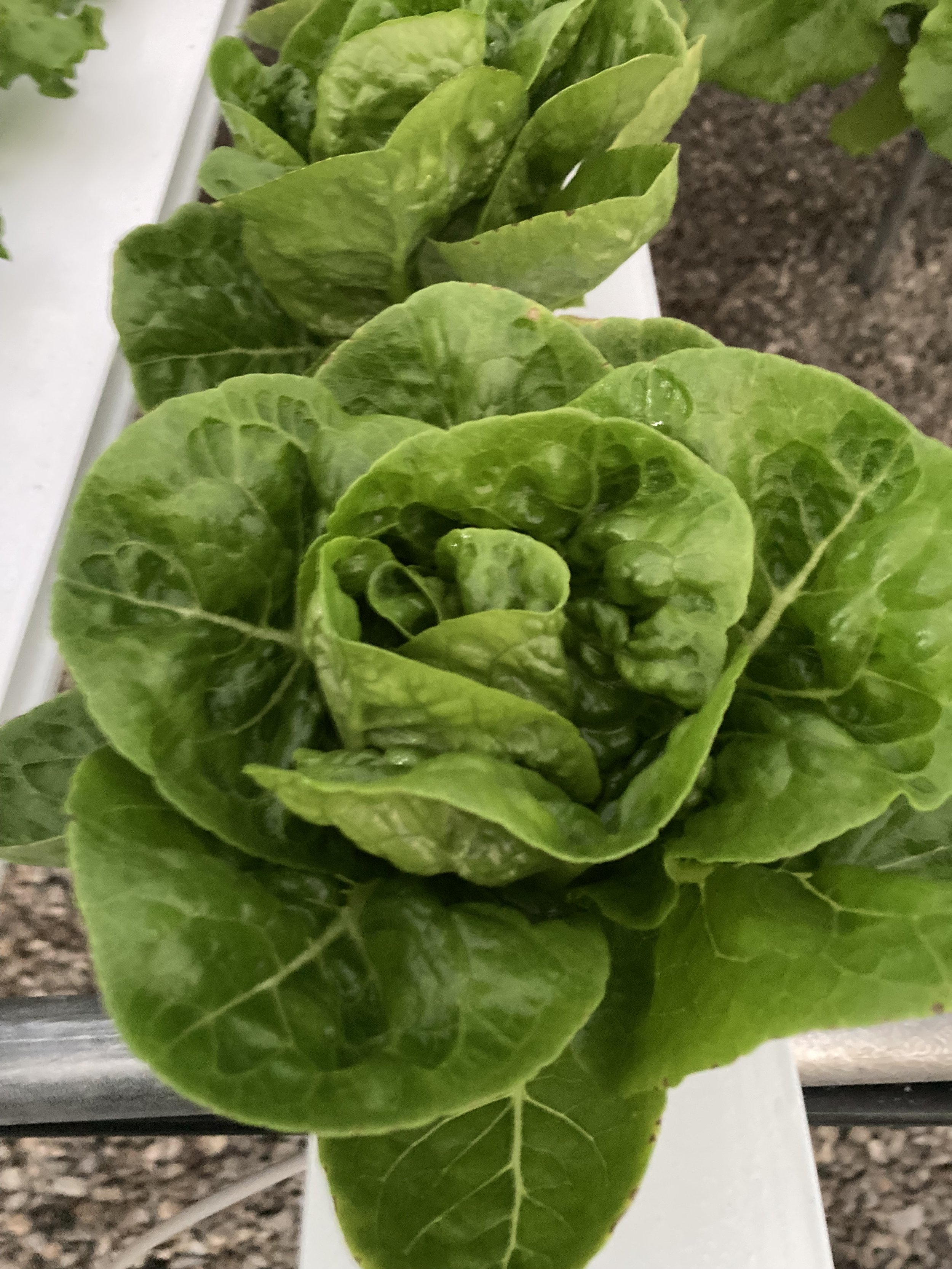 Mini Romaine 2.jpeg