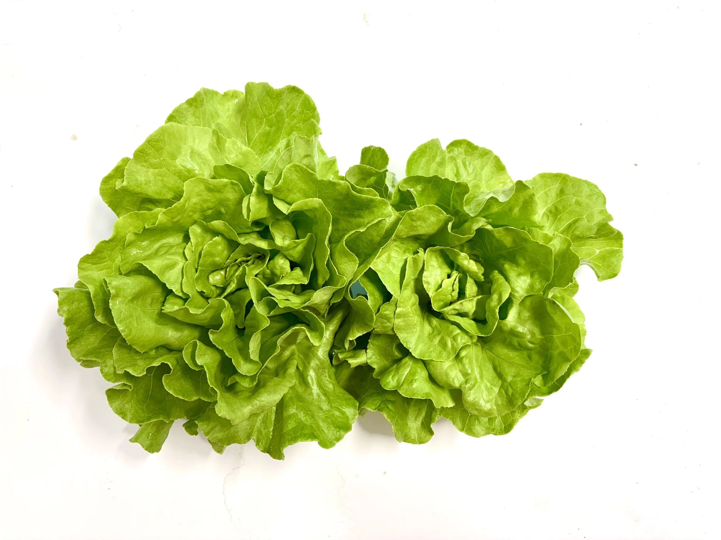 Butterhead (2 pack)
