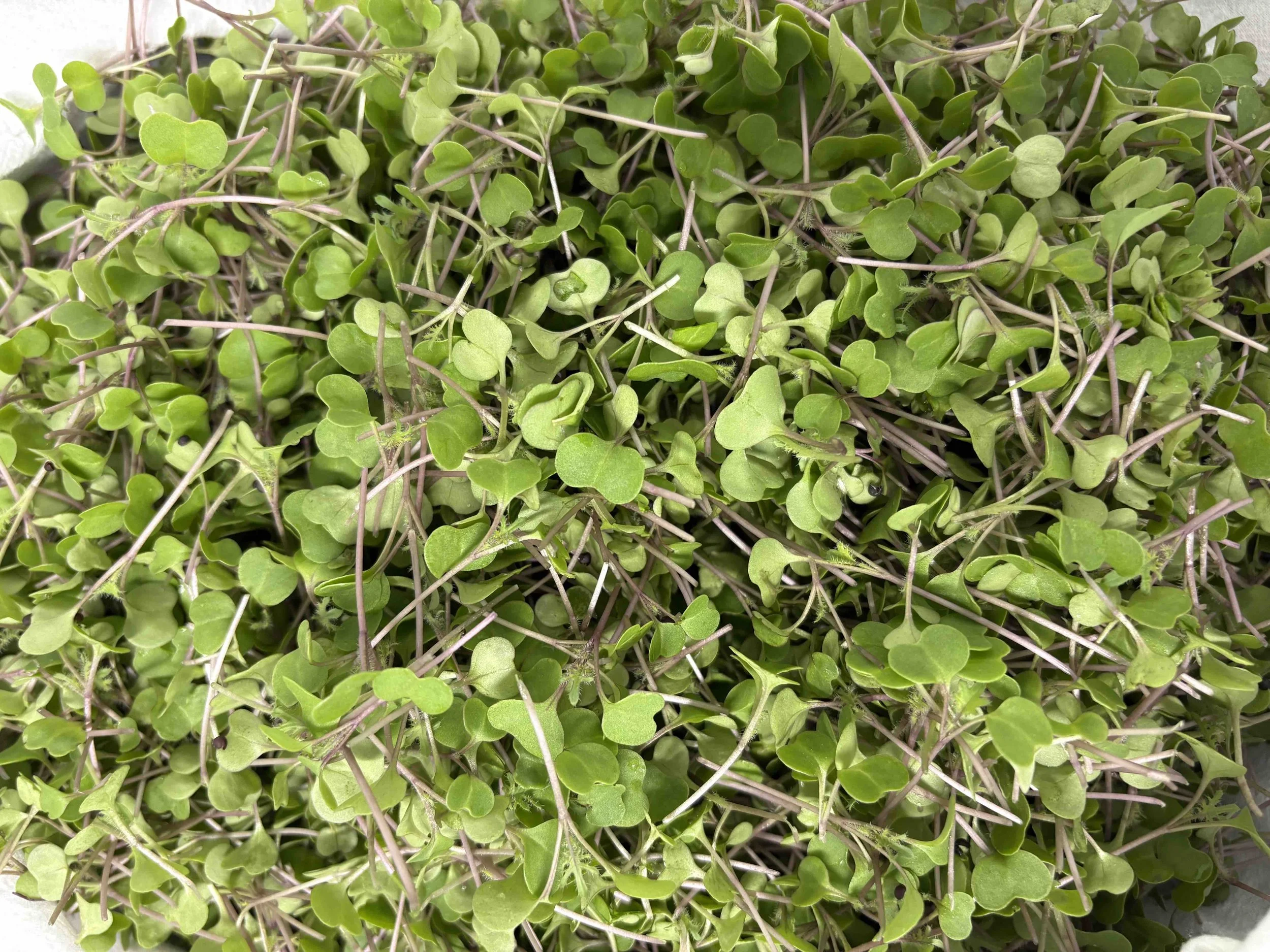 Red Russian Kale Microgreens