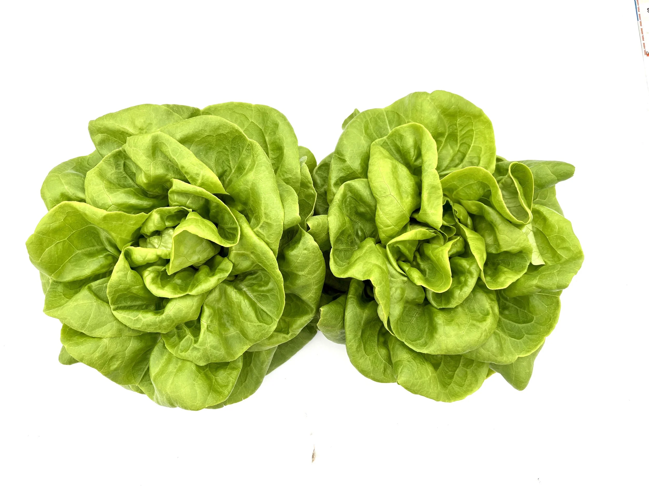 Bibb Lettuce (2 pack)