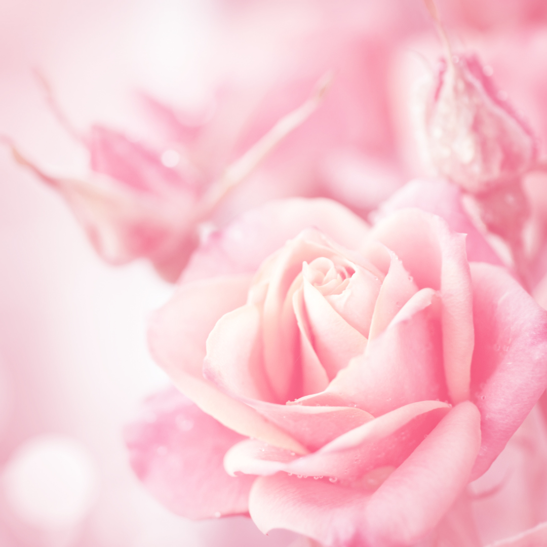 Close-up of a pink rose with delicate petals and soft focus.