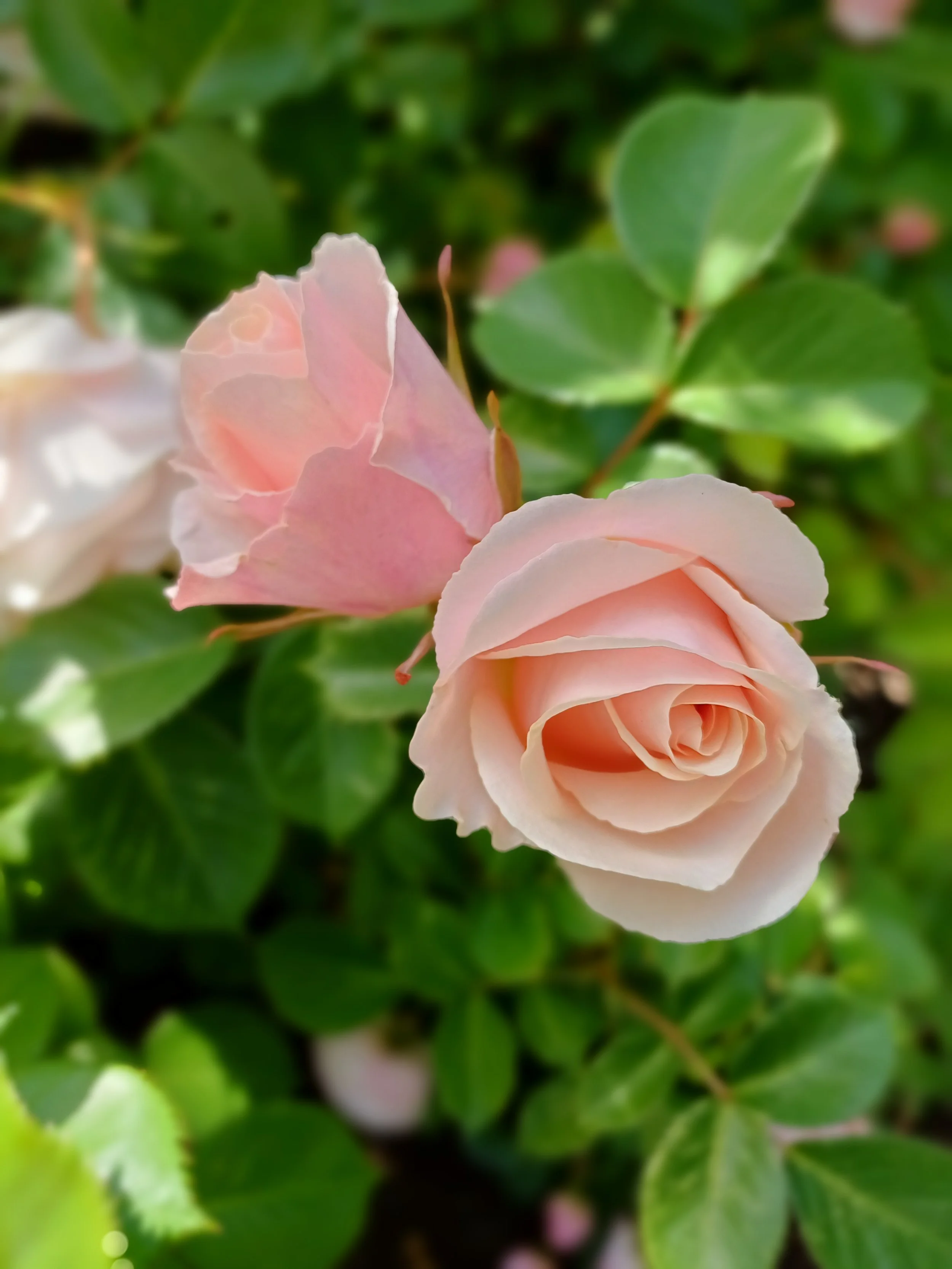 A pink rose in bloom surrounded by green leaves.