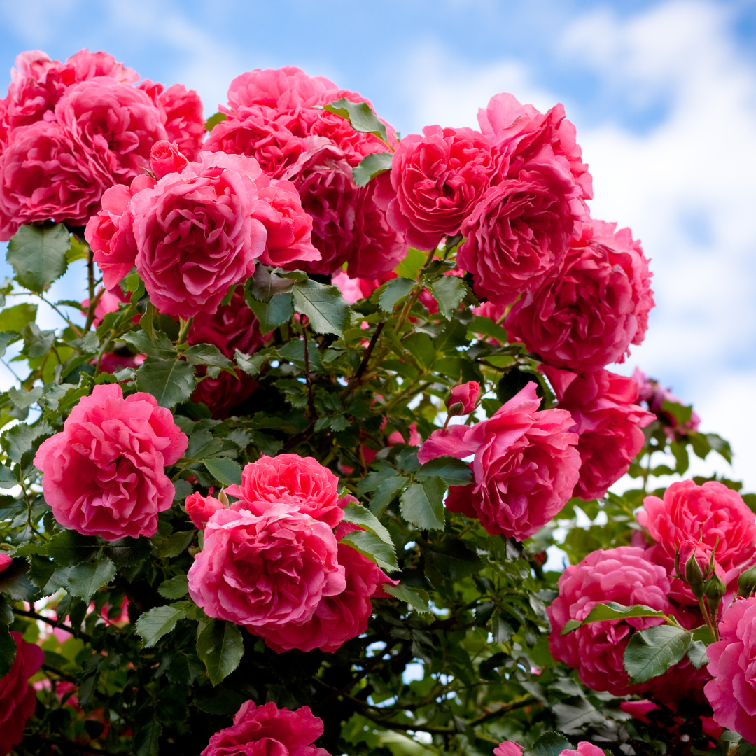 Cluster of bright pink roses with green leaves against a partly cloudy blue sky.