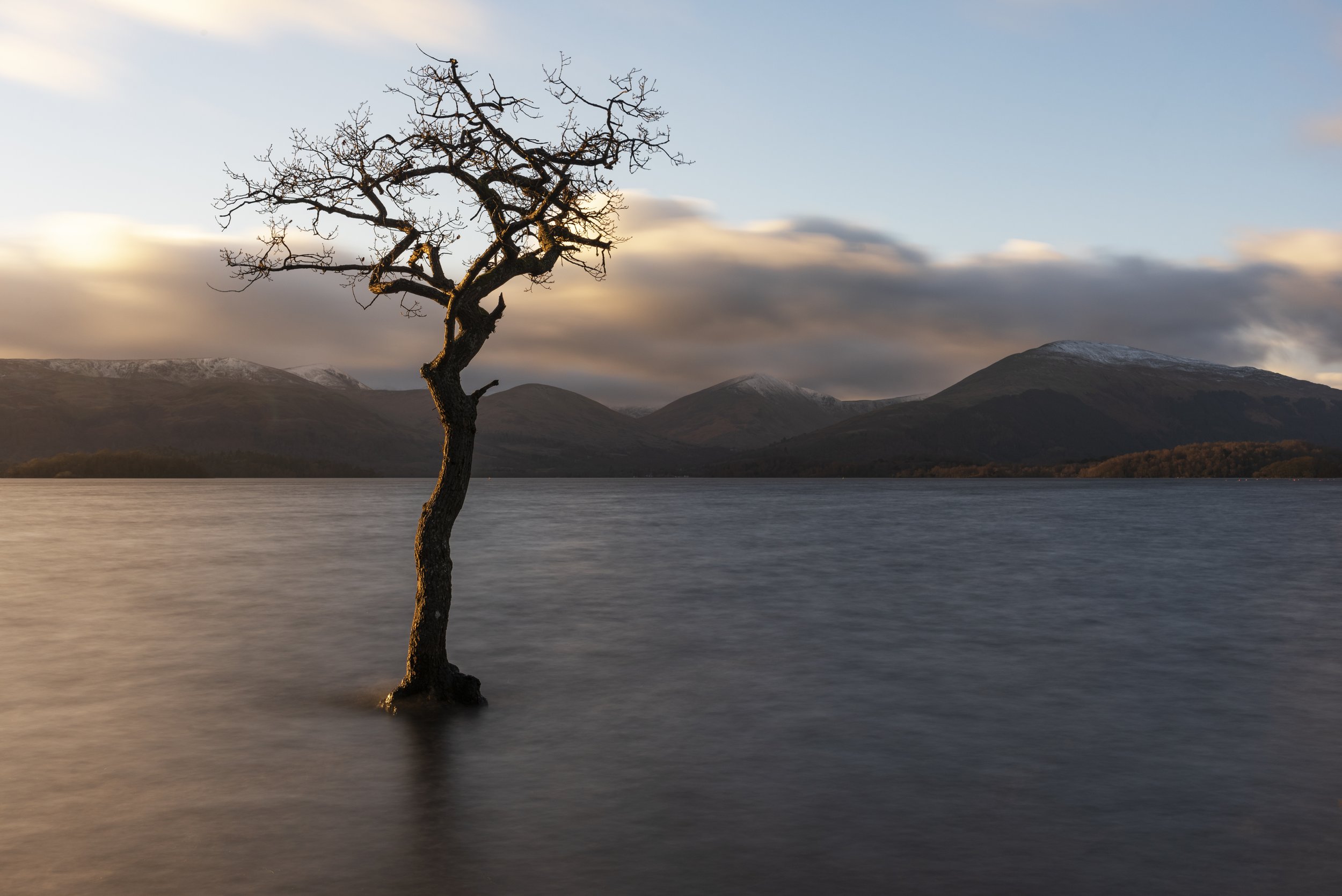 Lone Tree (No Frame).jpg