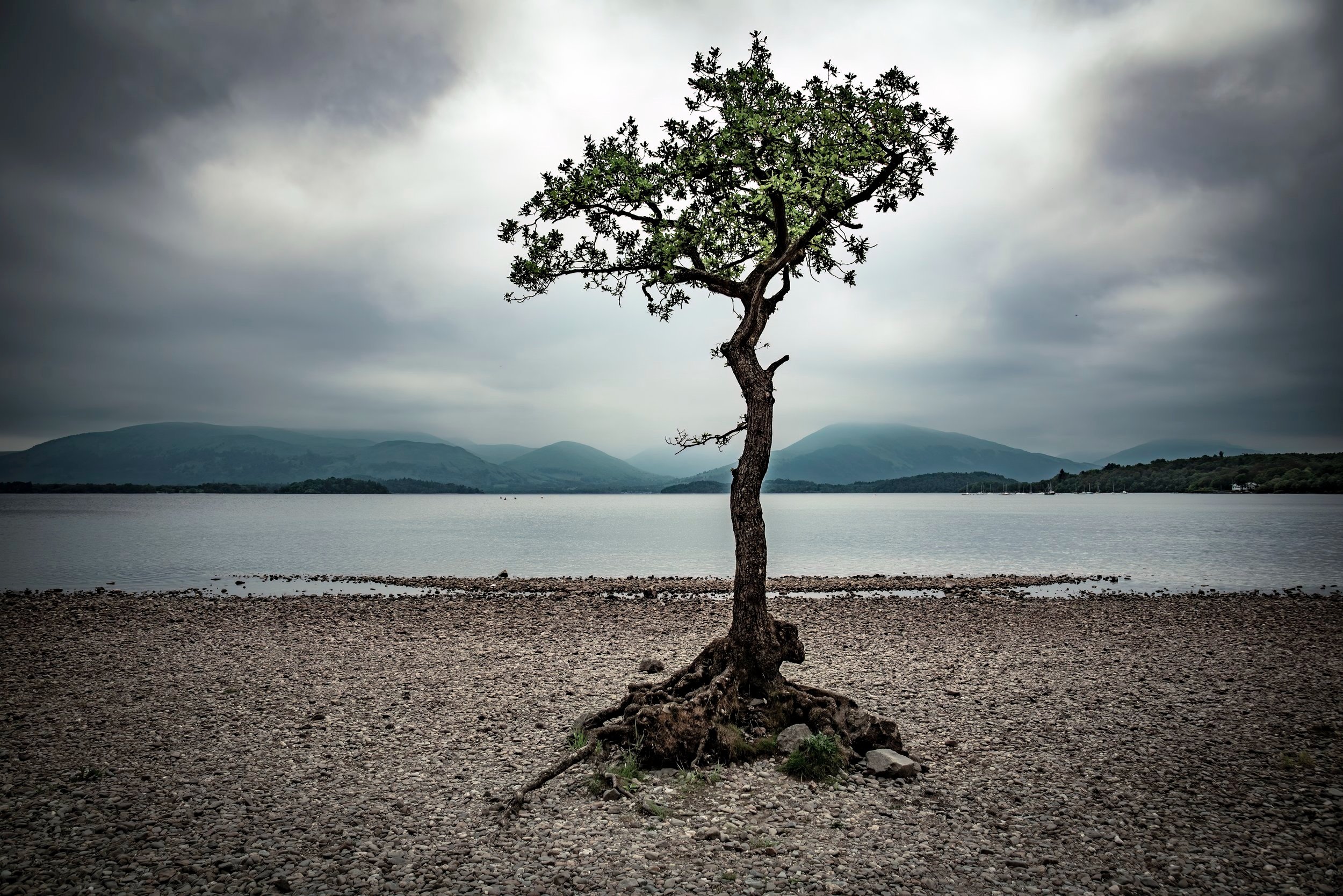 Lone+Tree+-+Colour+%28No+Frame%29.jpg