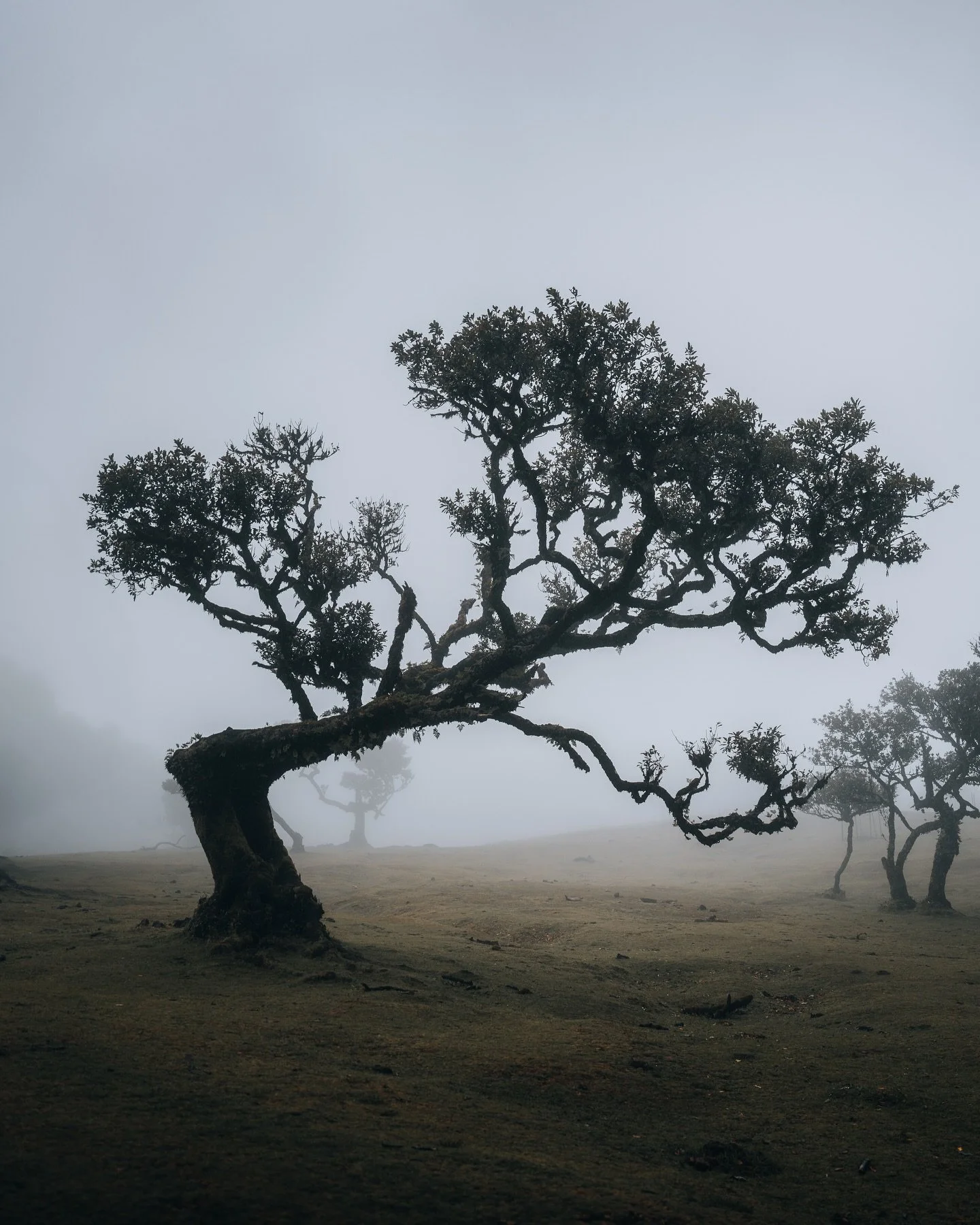 The magical Fanal forest on Madeira 😍 these centuries old laurel trees are on top of a mountain are a UNESCO World Heritage Site! Because of it’s location on the mountain, it’s often covered in mist which gives it a fairylike look. Fun f