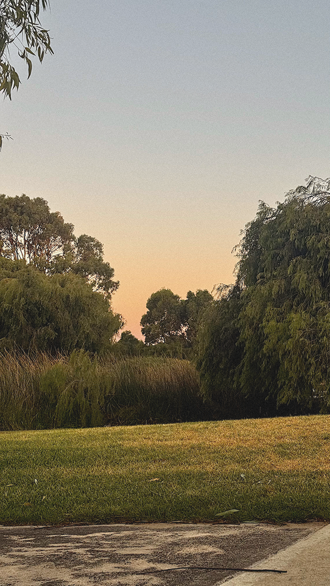 A peaceful outdoor scene at dusk with trees and tall grass, a grassy field, and a partial view of a paved area in the foreground, under a clear sky.