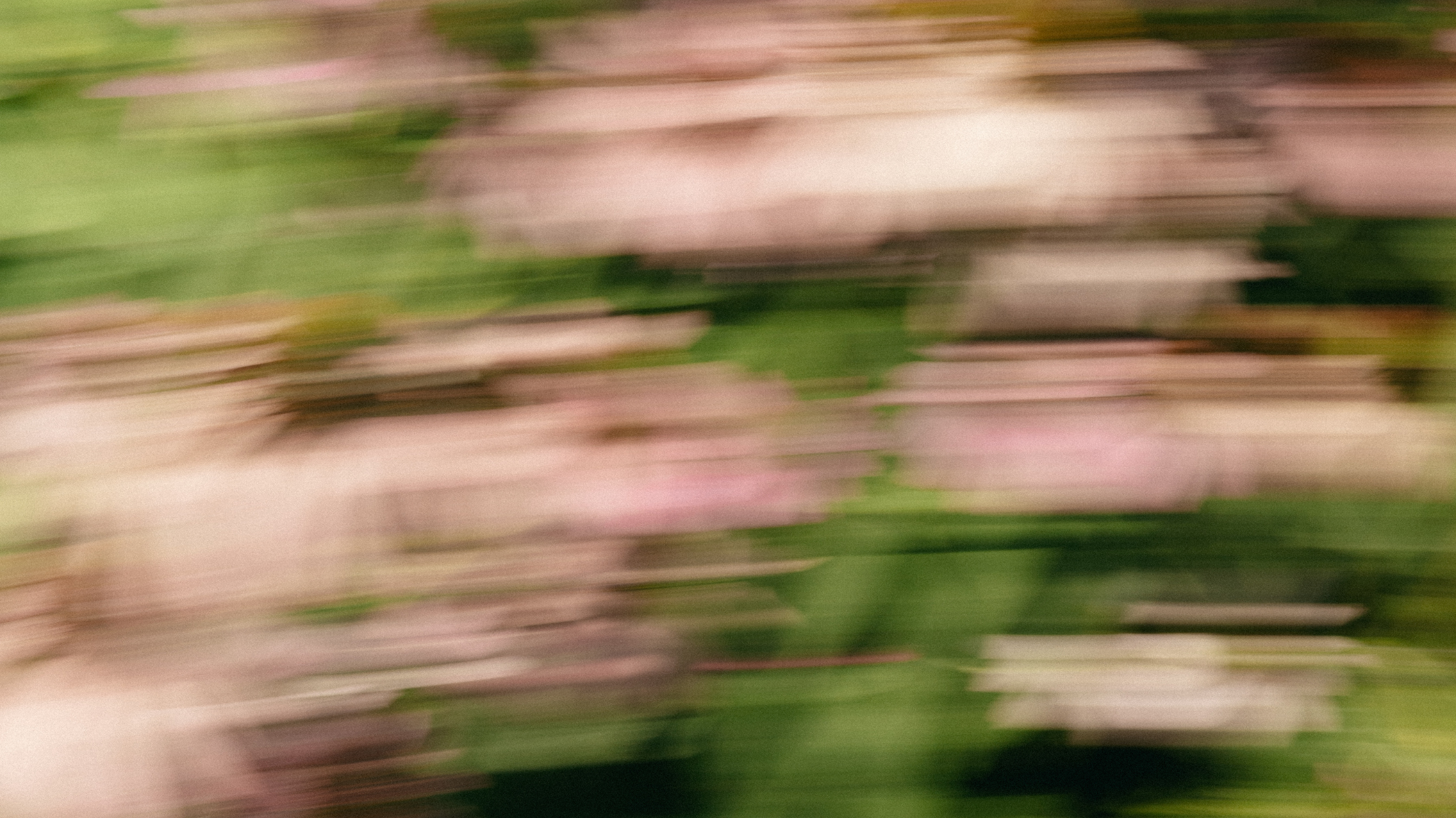 Blurred image of pink and green flowers or plants at Rochester, New York Wedding