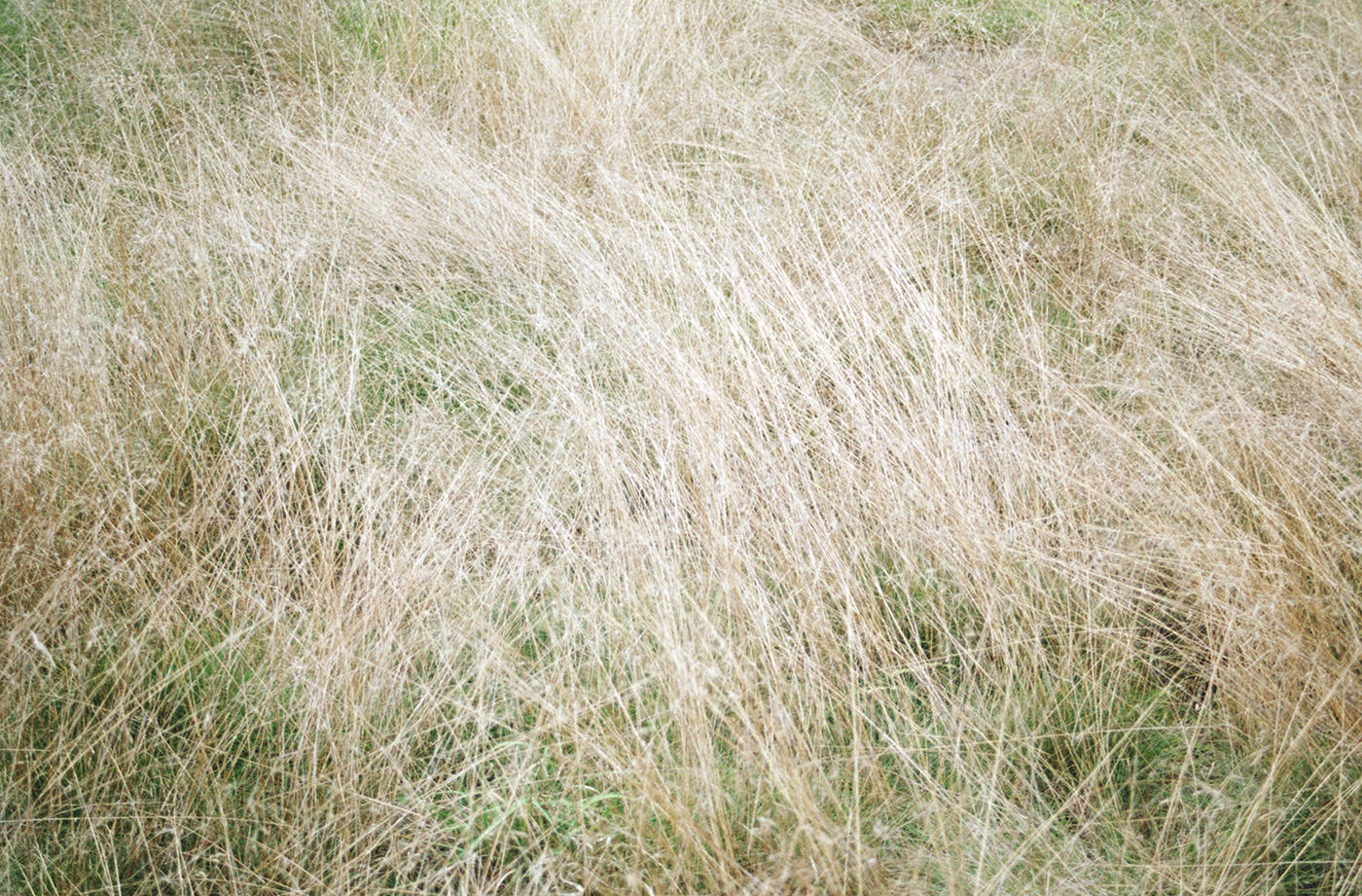 Dry, beige tall grass on a field with some green patches in the background.