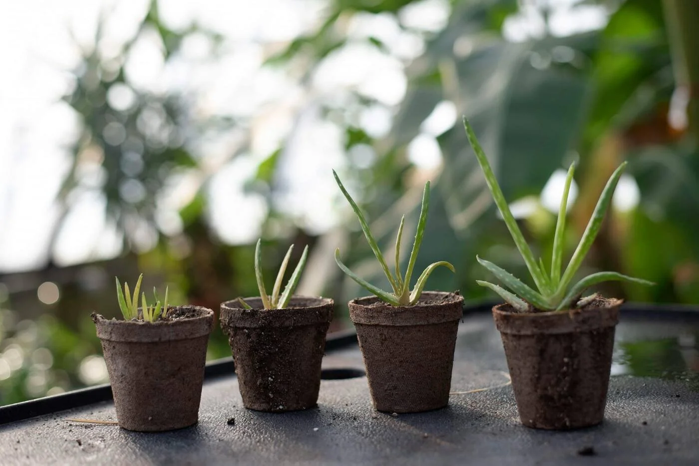 Four small potted plants at different growth stages side by side — illustrating the non-linear compounding growth of a FIRE portfolio.
