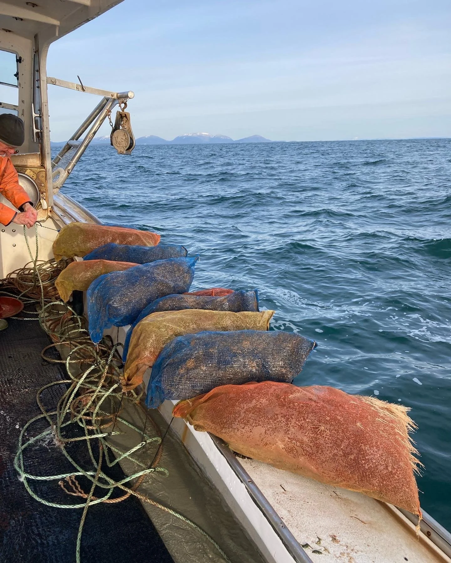 Spat — Bay Lady Scallops