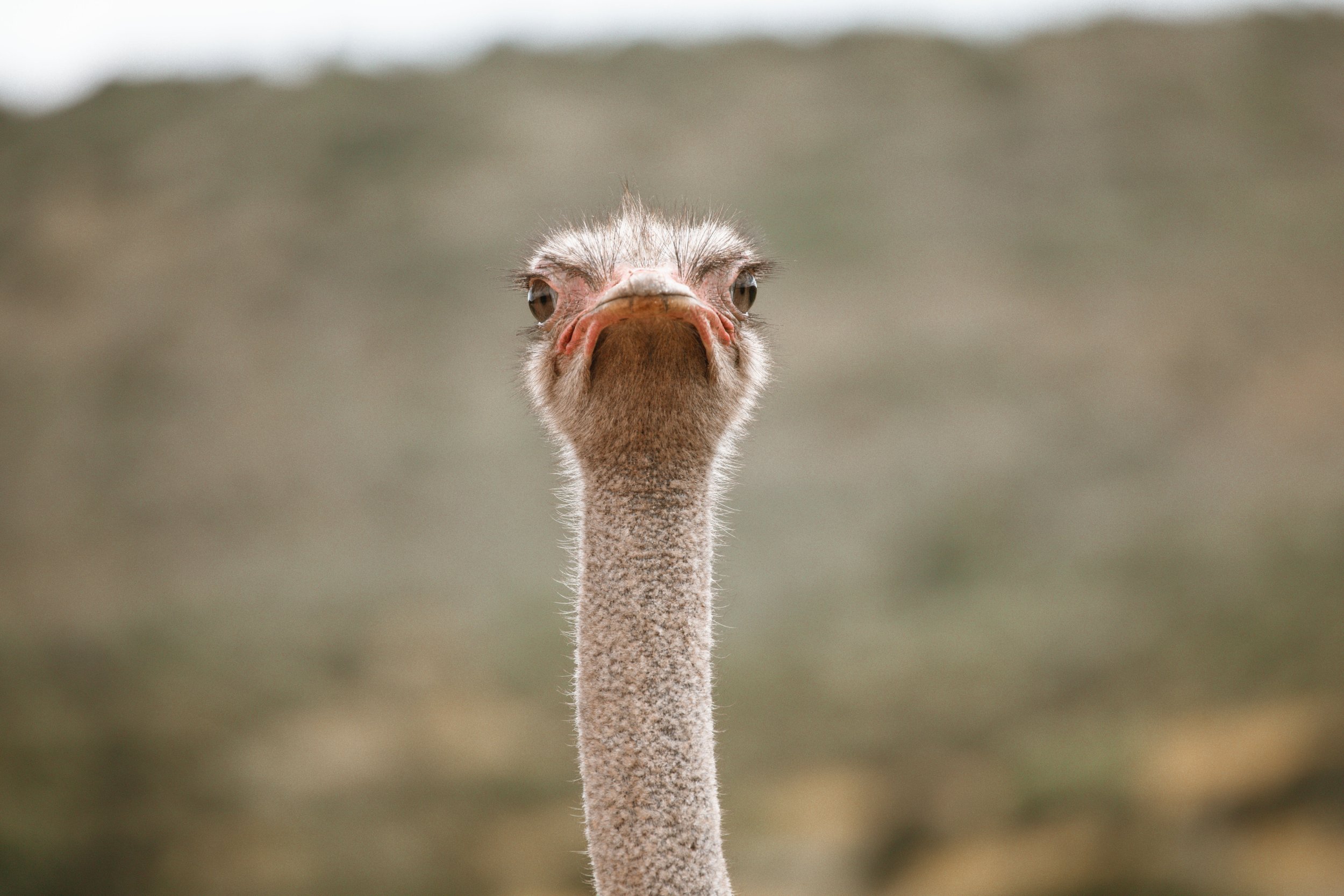 Addo -60.jpg