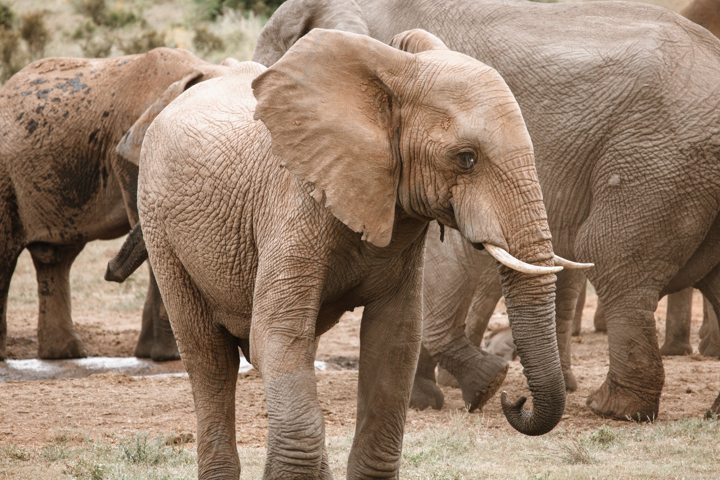 Addo -35.jpg