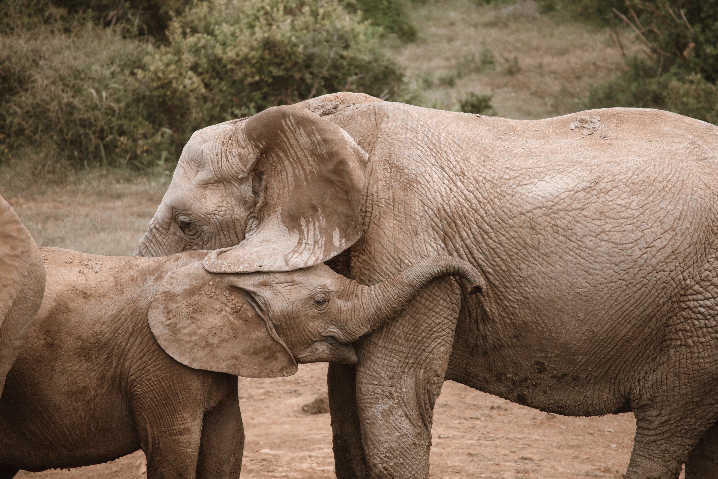 Addo -70.jpg