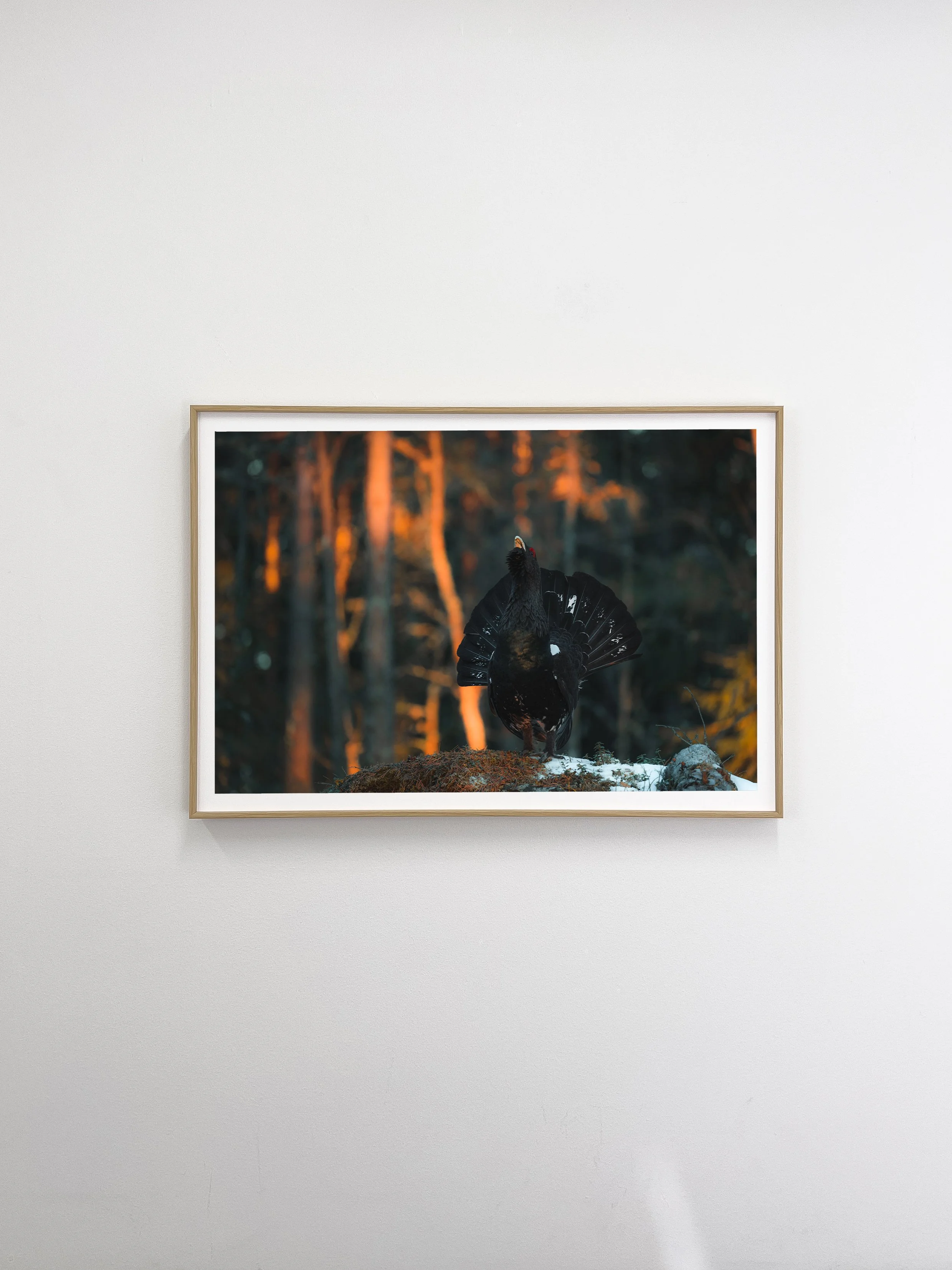 CAPERCAILLIE-3.jpg
