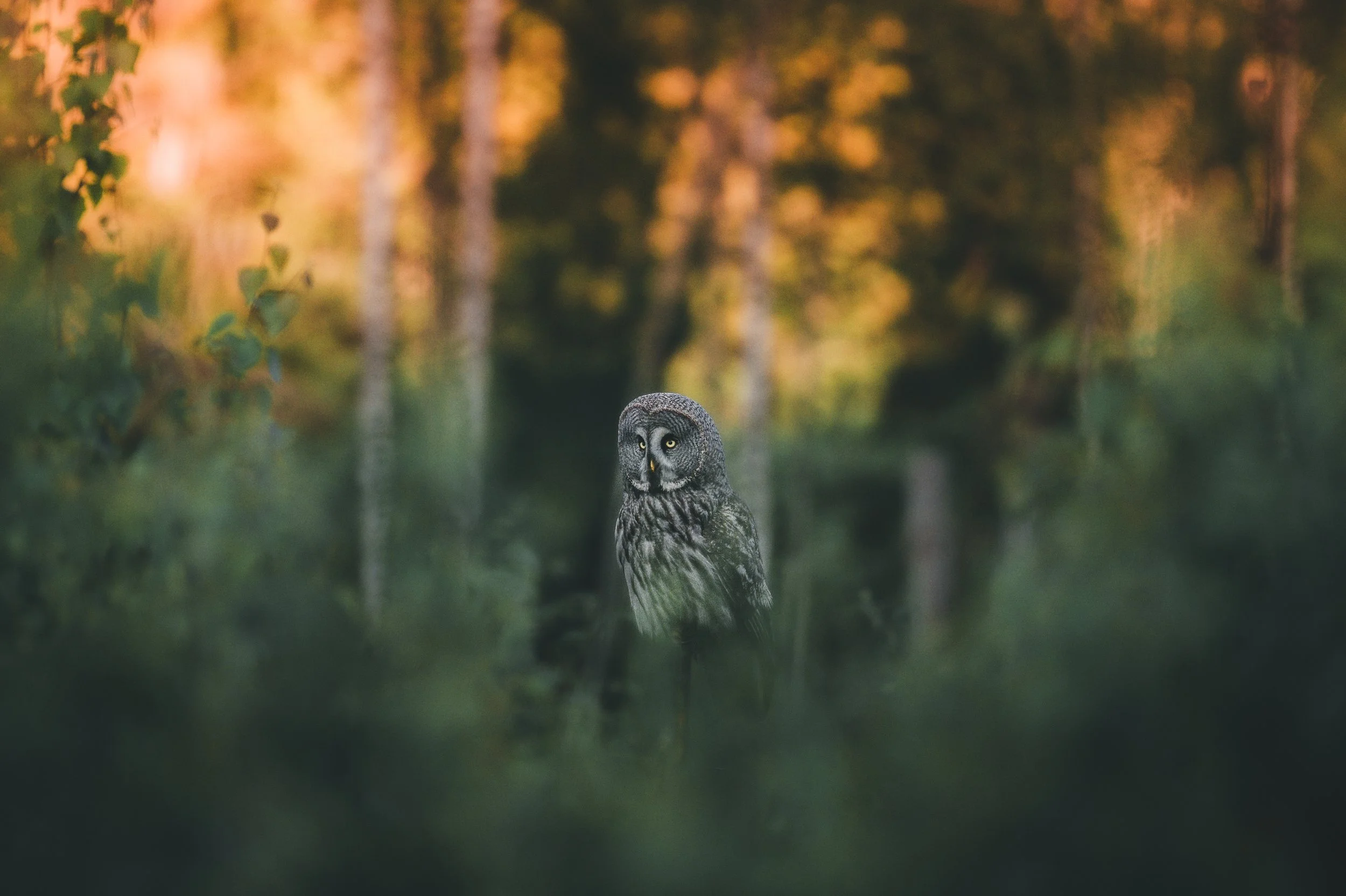 OBSERVING SOUL
