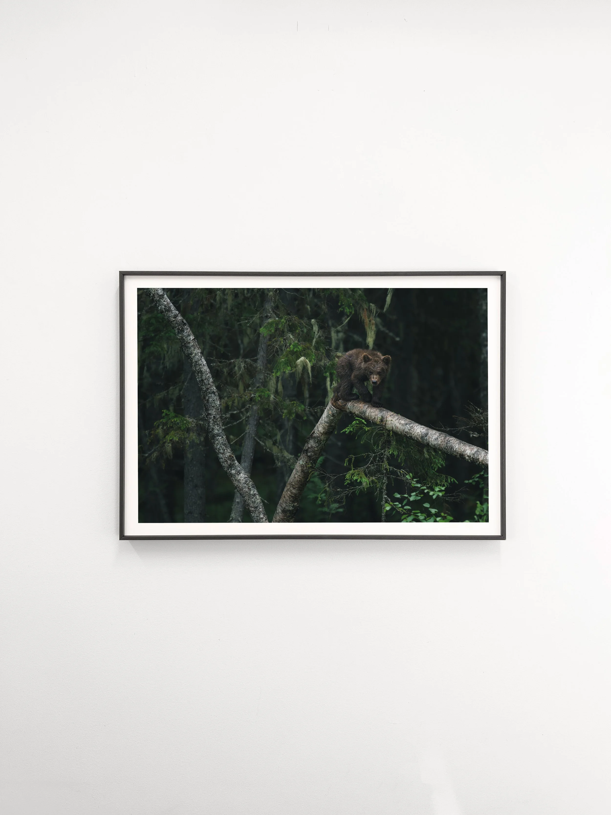 2026-07 Tree climber-1.jpg