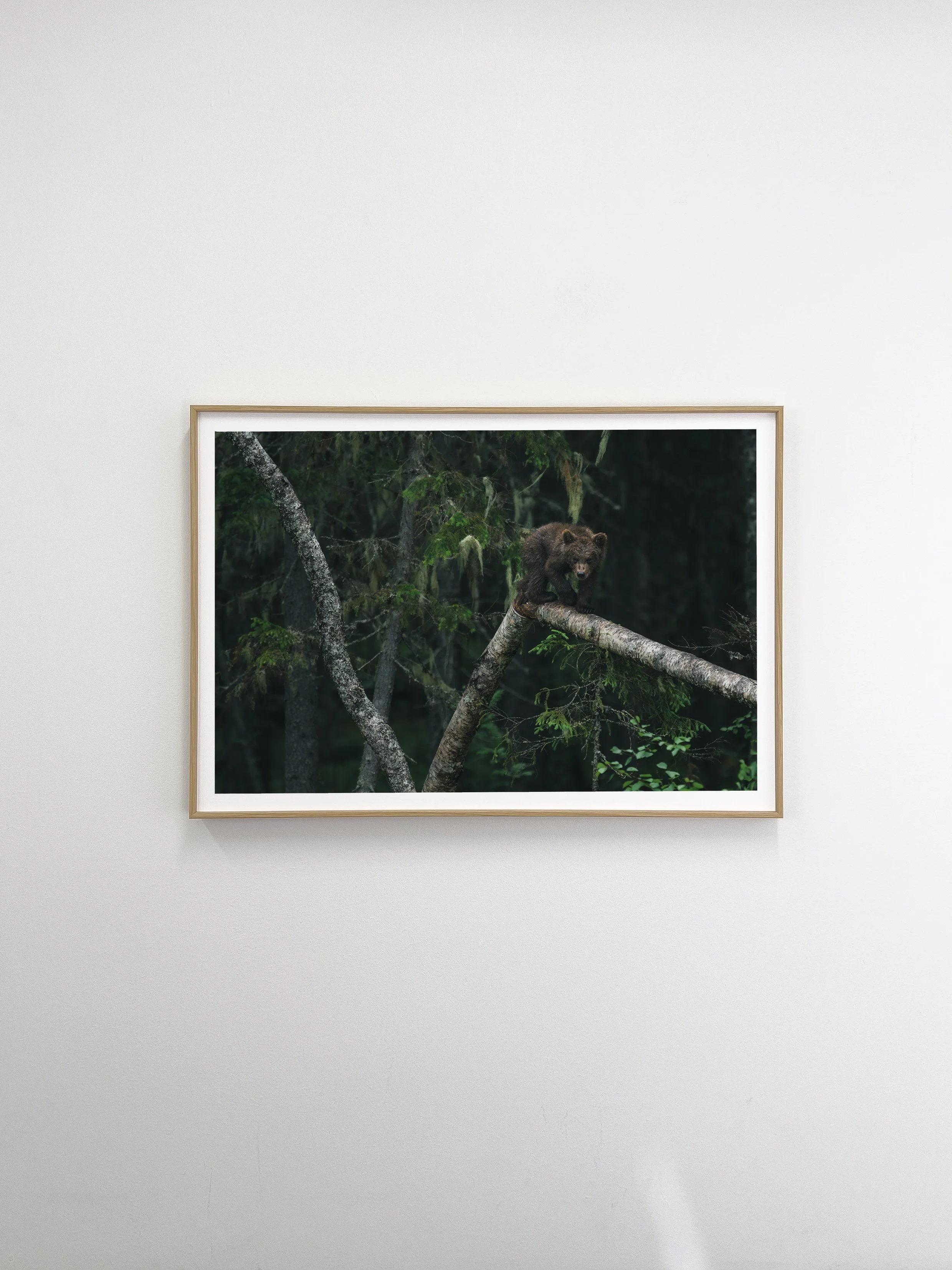 2026-07 Tree climber-2.jpg