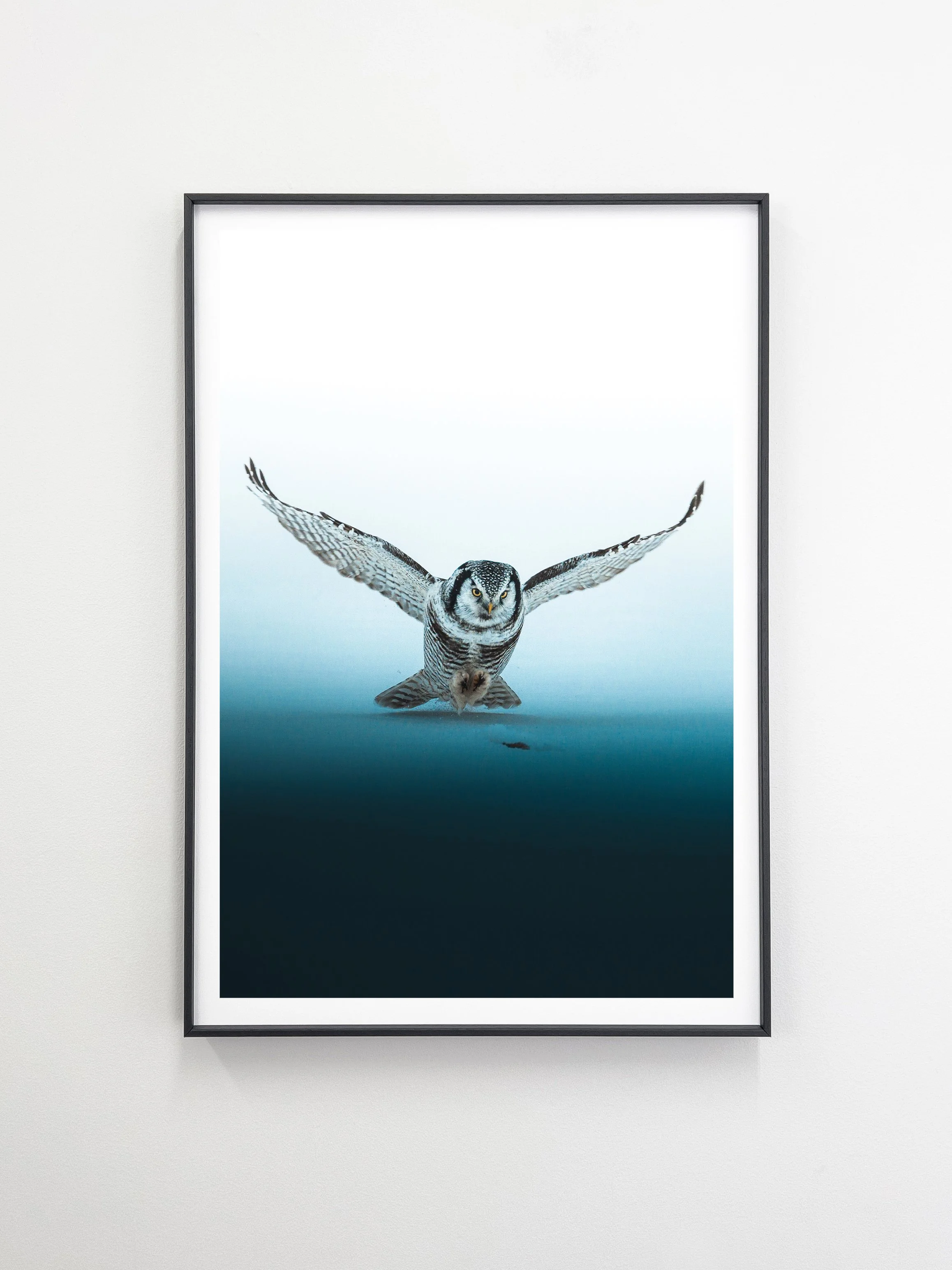 HAWK OWL-2.jpg