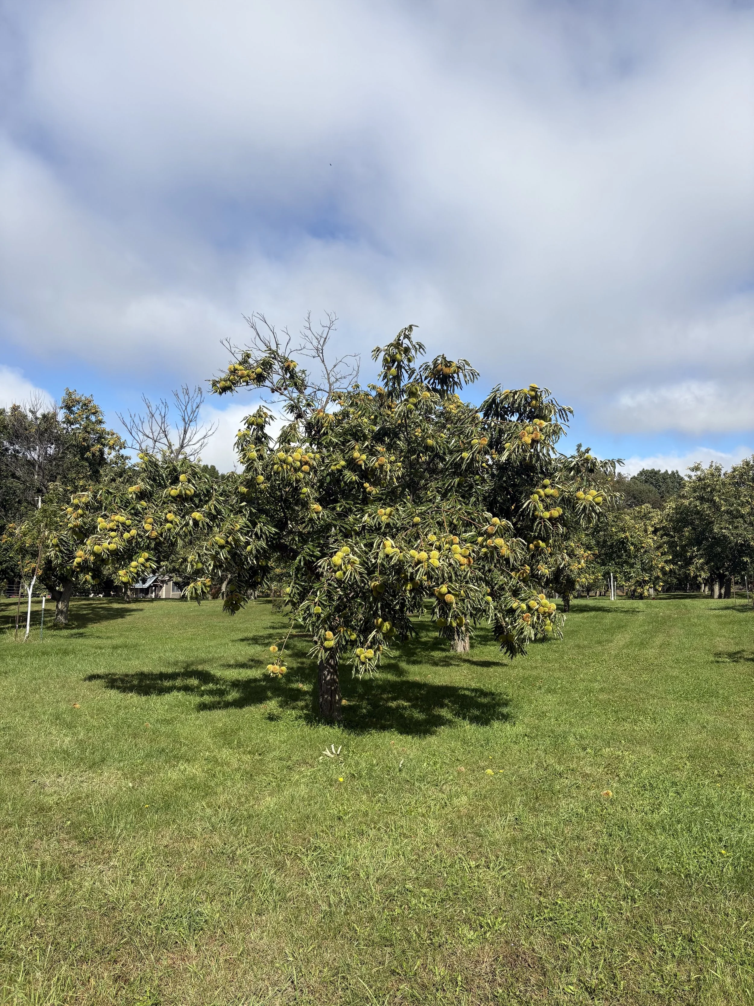 Chestnut tree laden with green burrs in the LaFever orchard.