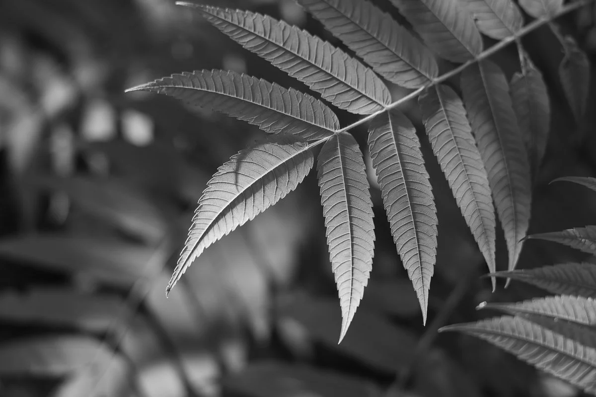 Leaves_9432_SQ.jpg