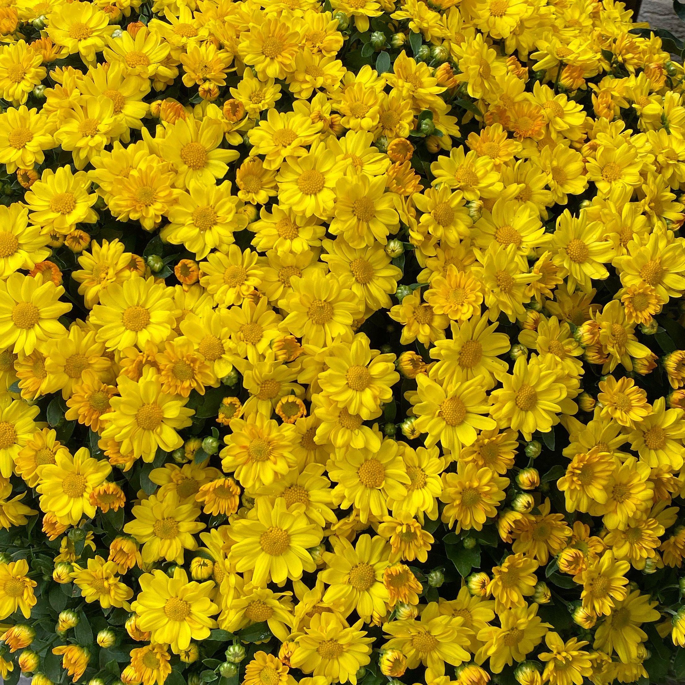 780D5D59-4625-4367-A0CF-C6ED708B28EB.jpg