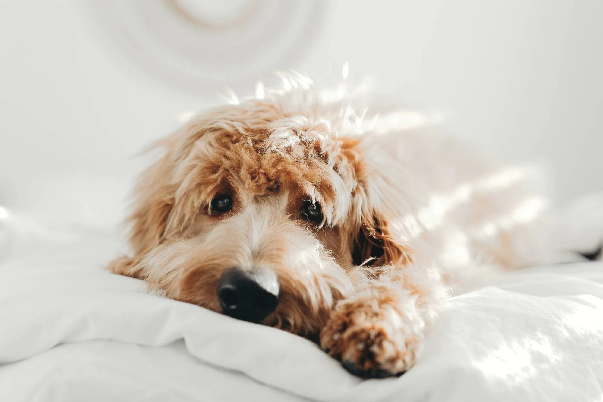 Cockapoo puppy lying on a bed