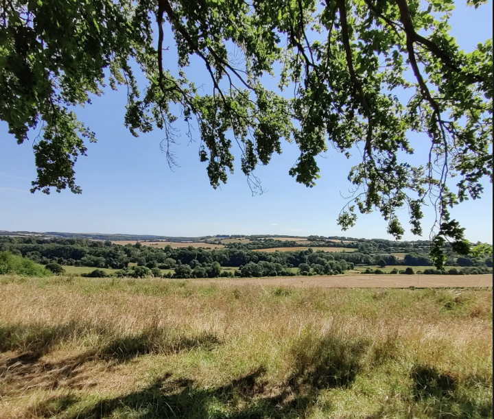 Dog-friendly things to do in Swanmore, Hampshire