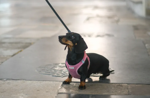 Dog-friendly things to do in Winchester, Hampshire