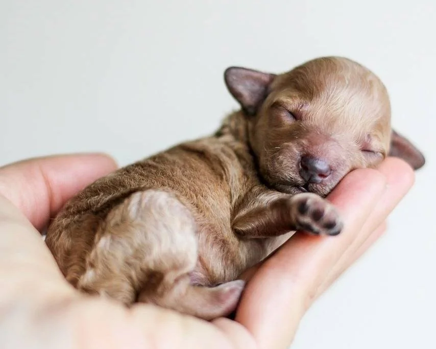 Small puppy sleeping in someone's hands