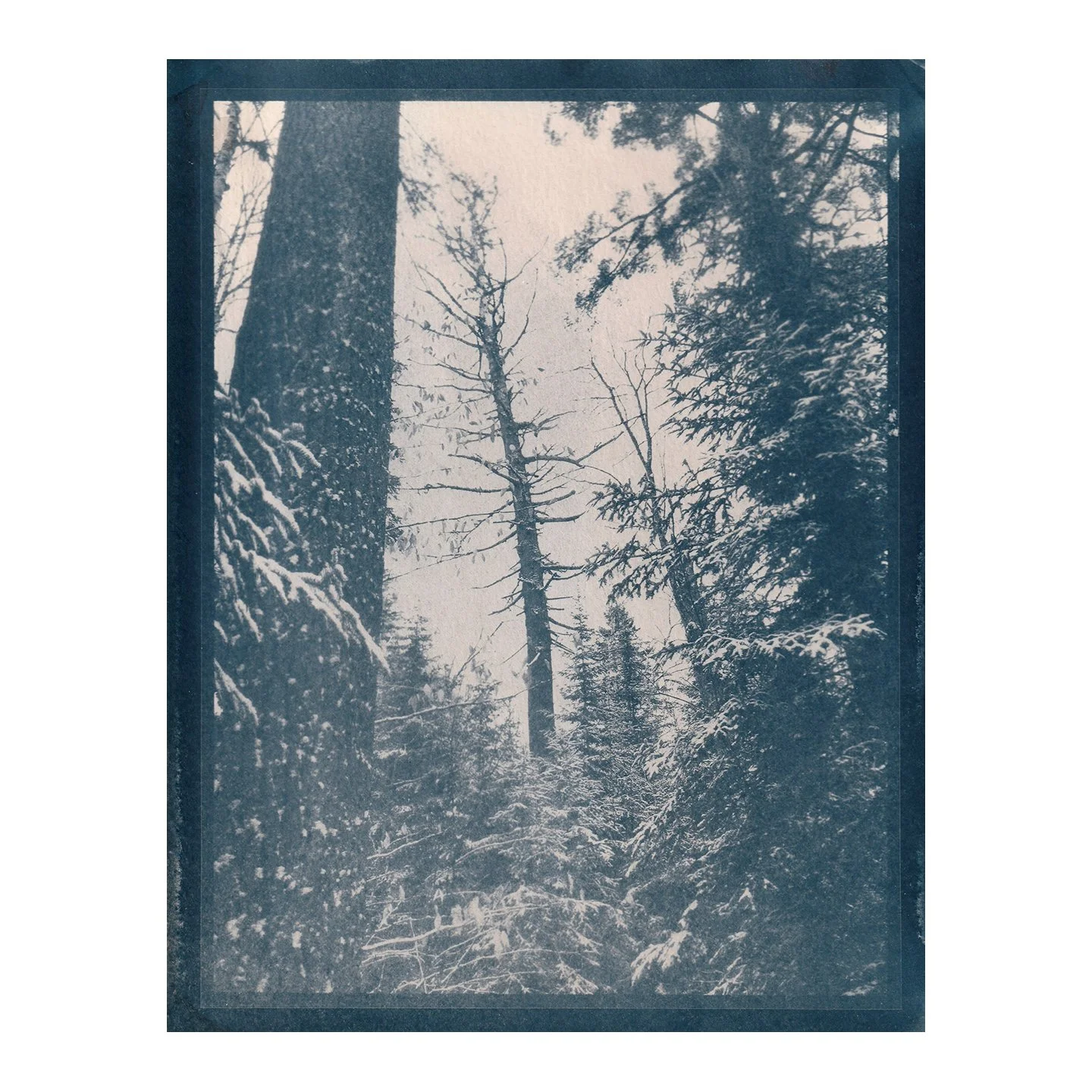 Cyanotype Print