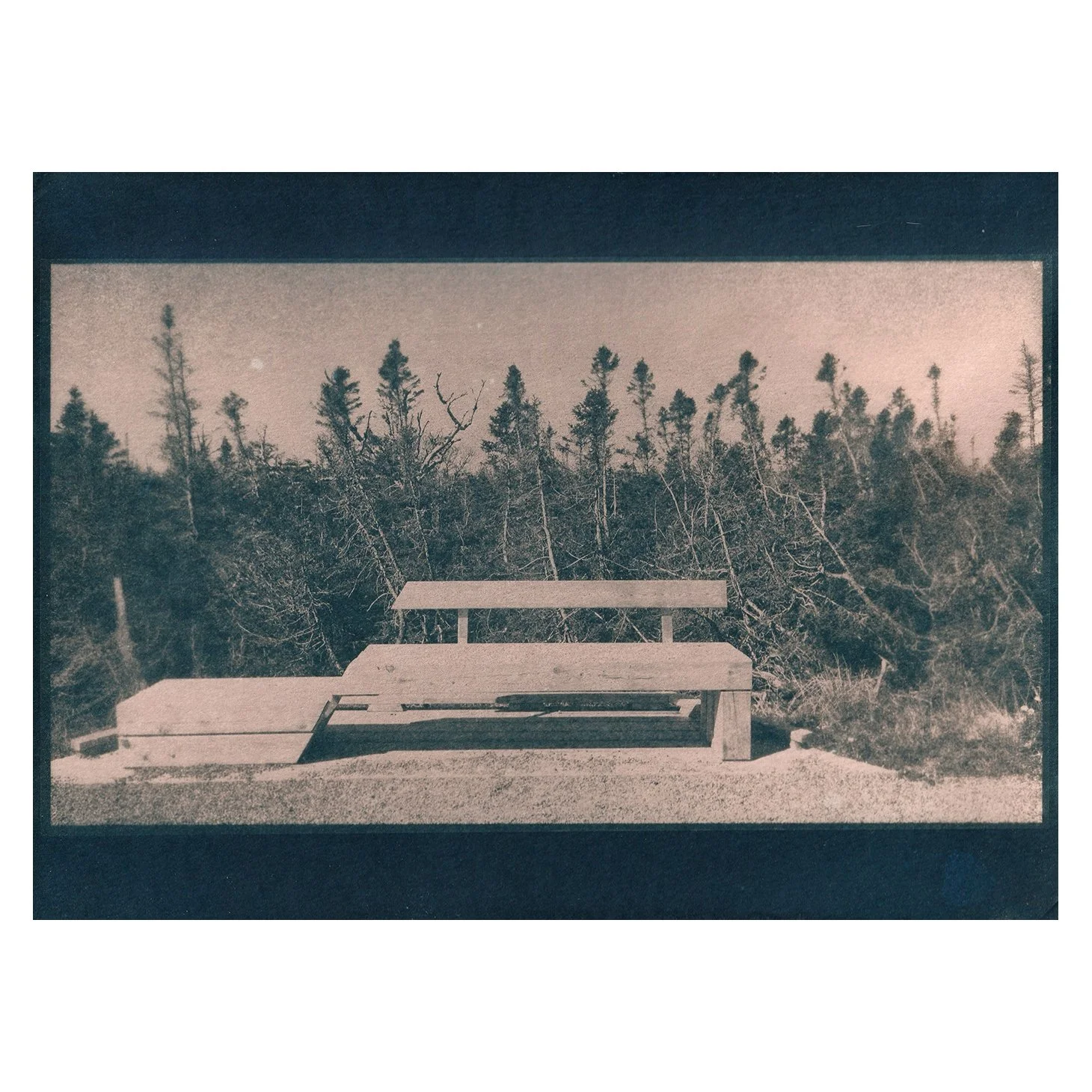 Cyanotype Print