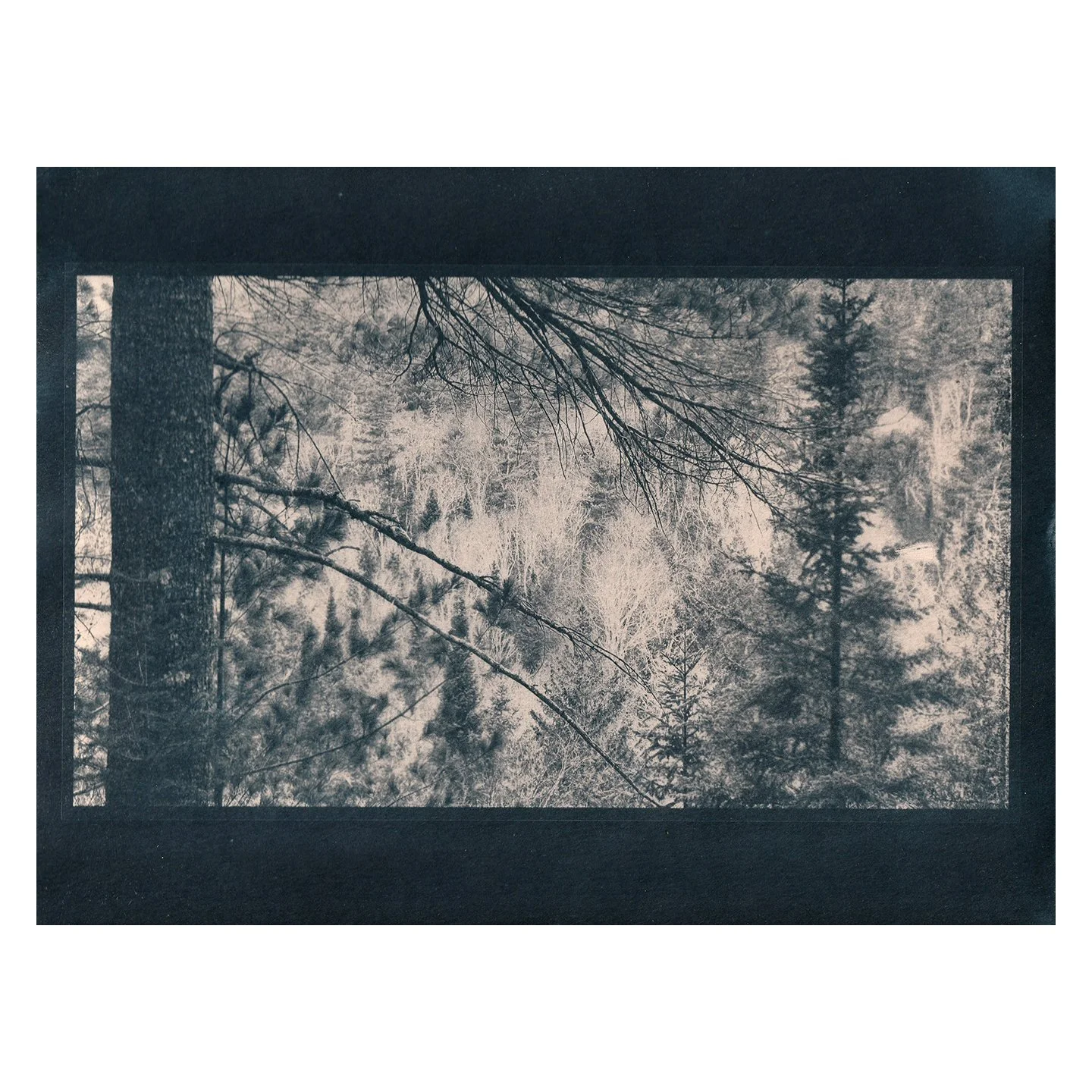 Cyanotype Print