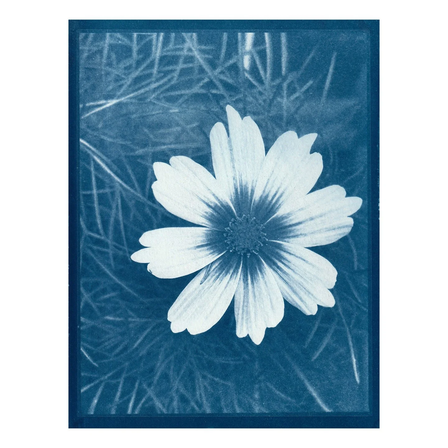 Cyanotype Print