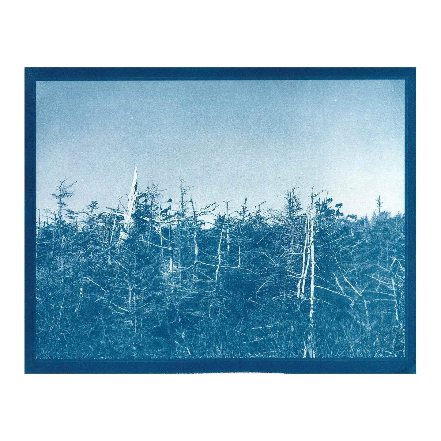Cyanotype Print