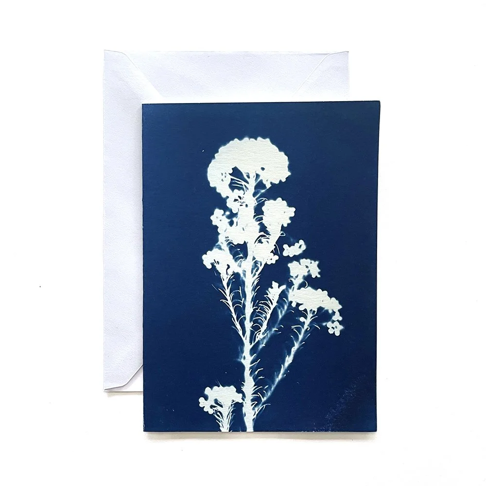 Cyanotype Greeting Card