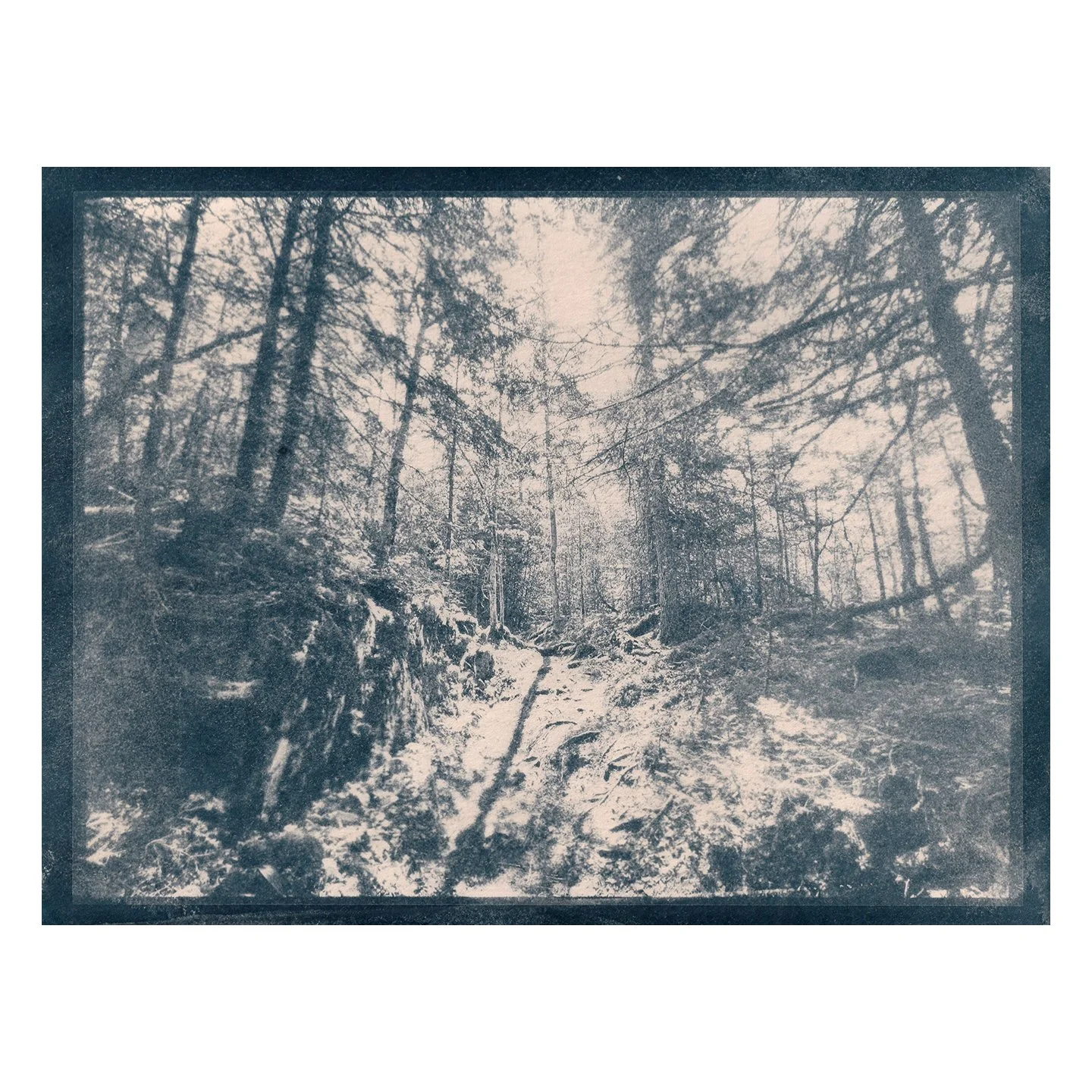 Cyanotype Print