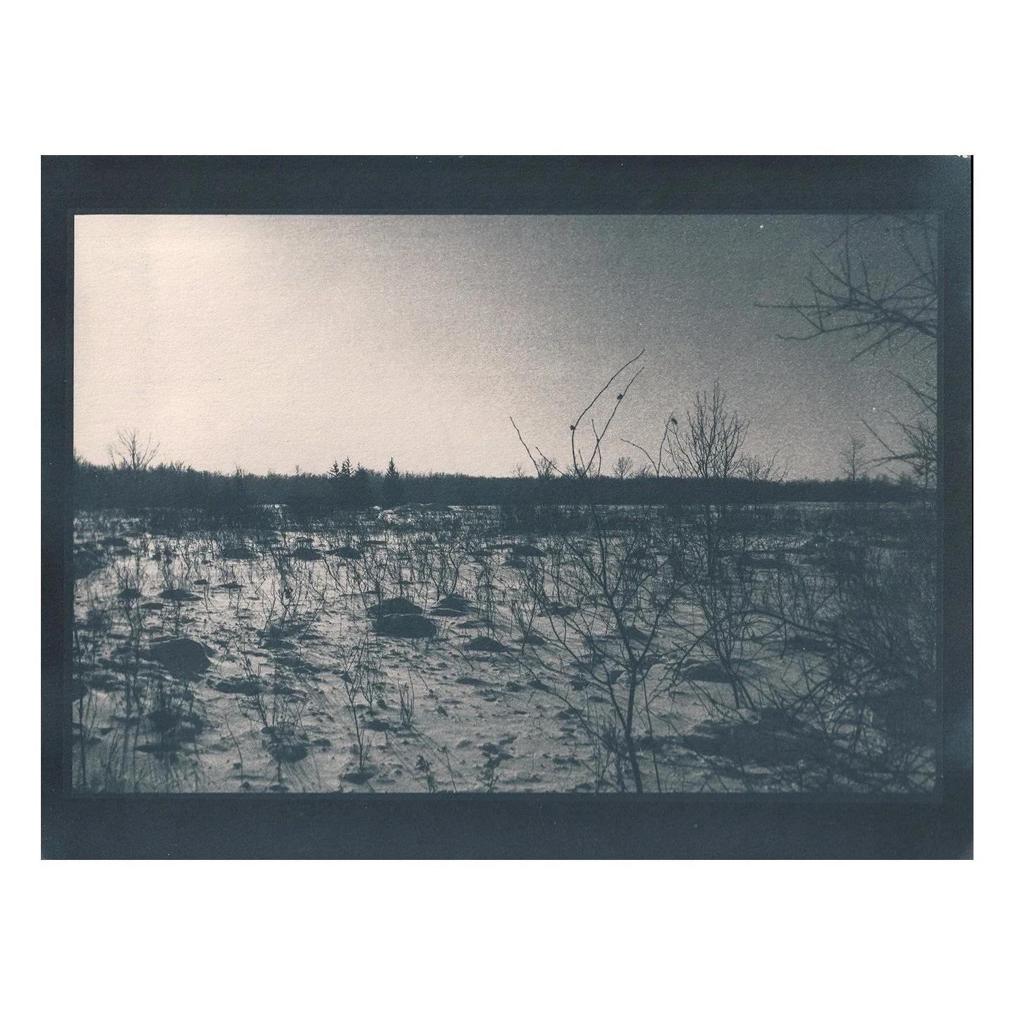 Cyanotype Print