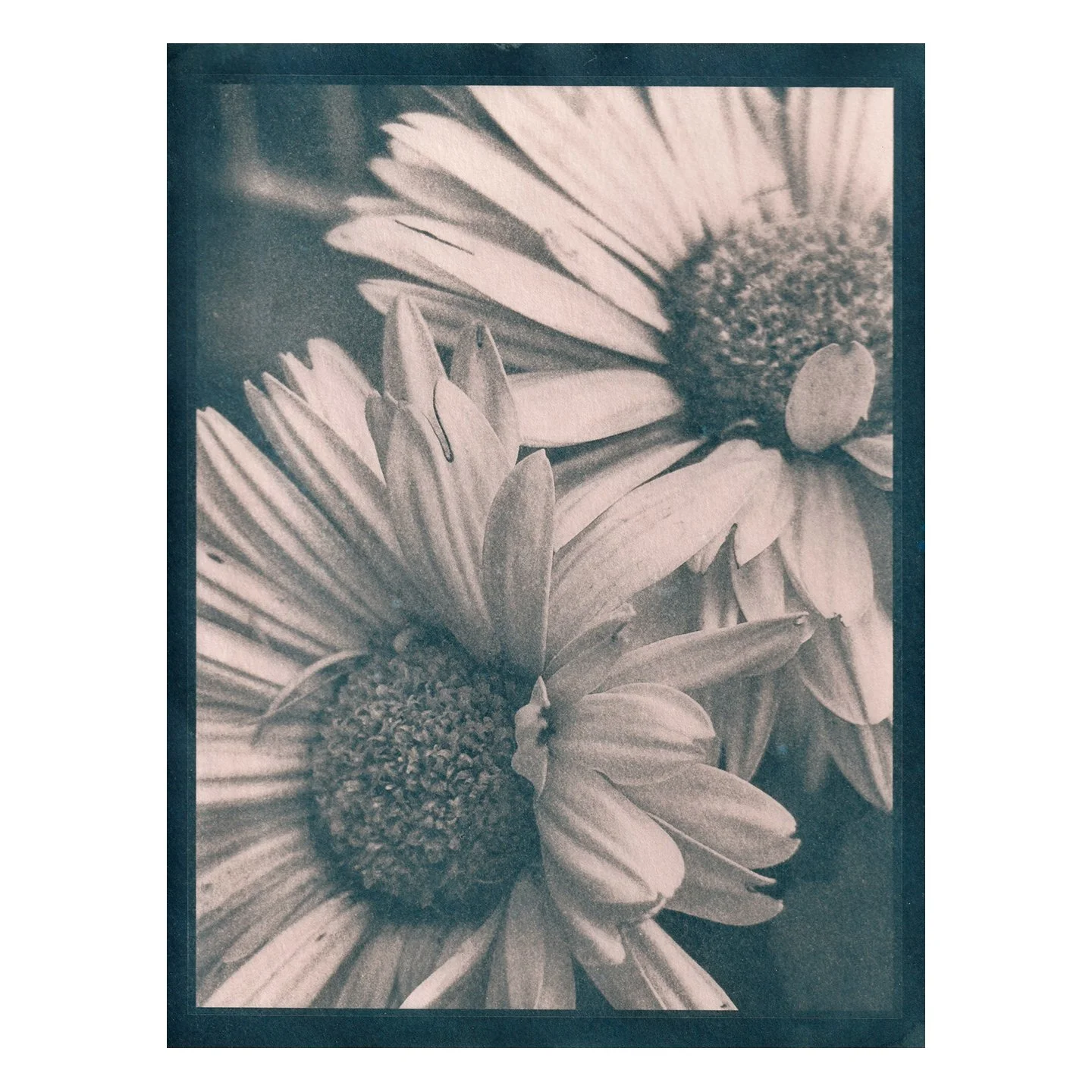Cyanotype Print