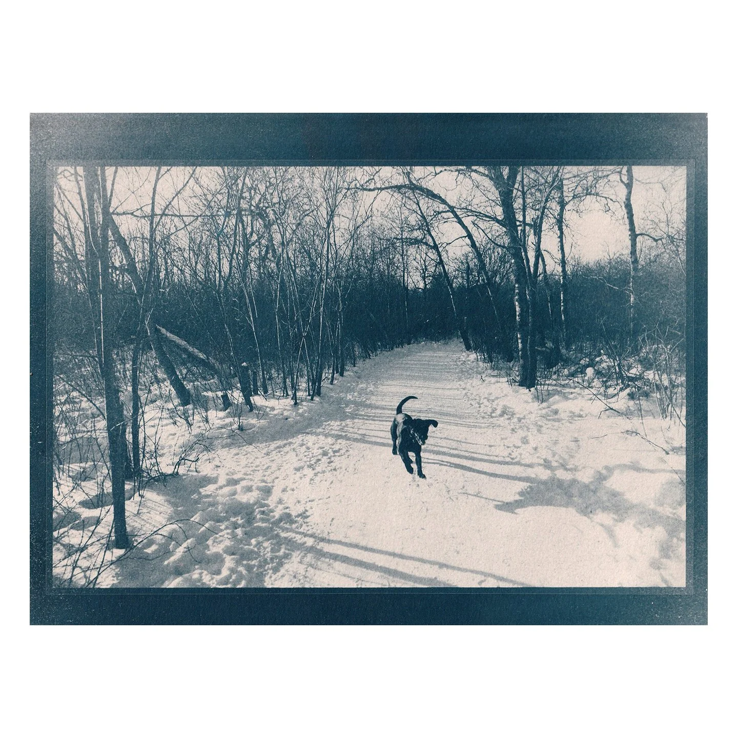 Cyanotype Print
