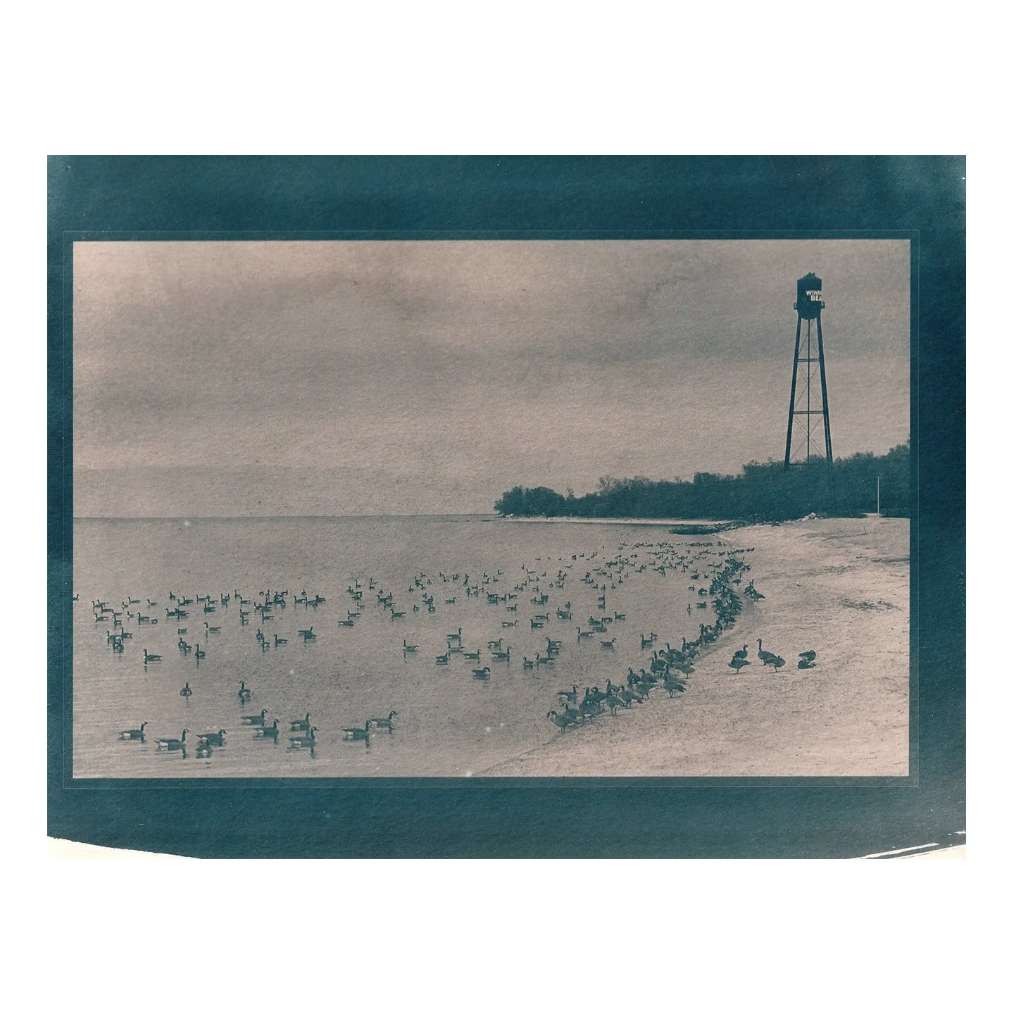 Cyanotype Print