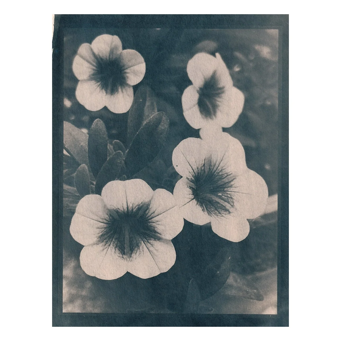 Cyanotype Print